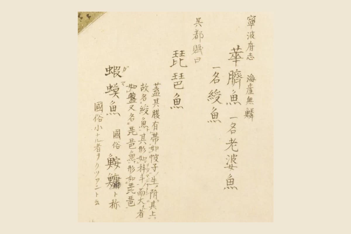 『梅園魚品図正』のアンコウの見出し群「寧波府志 華臍魚 一名老婆魚 一名綬魚」「呉都賦曰 琵琶魚」「蝦蟇魚 國俗 鮟鱇ト称」の大写し
