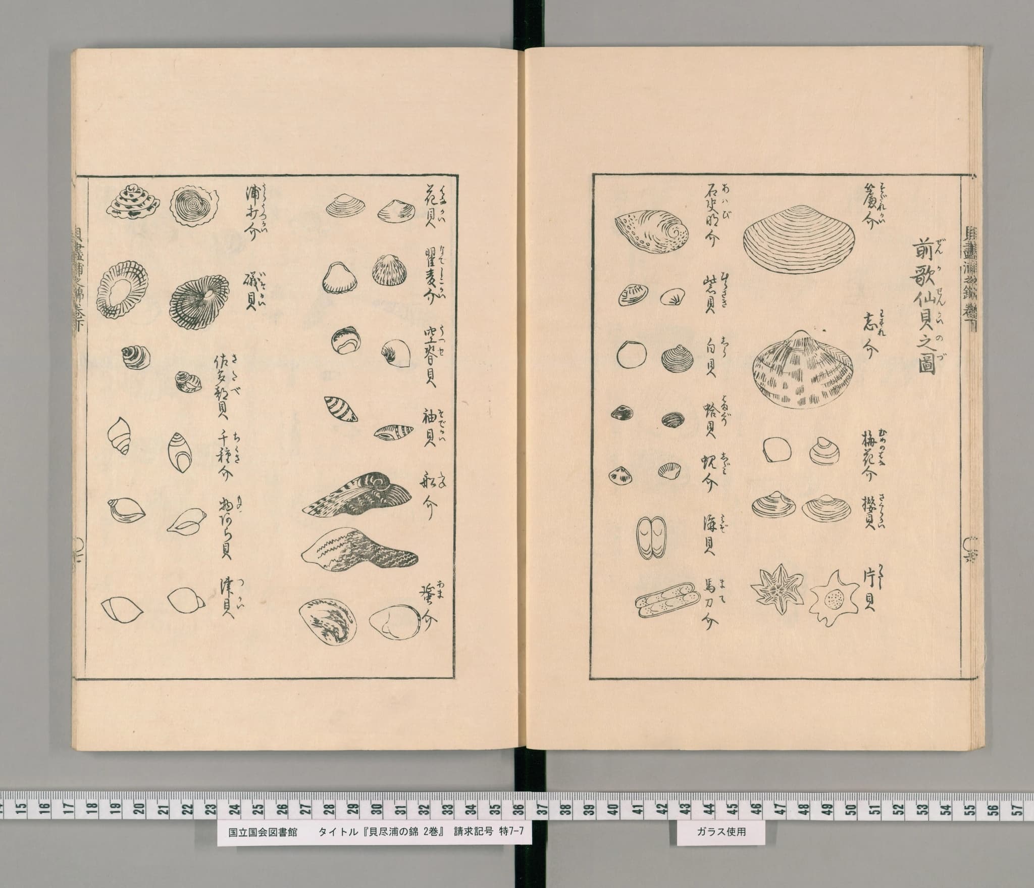 『貝尽浦の錦』コマ9の見開き。「前歌仙貝之図」として蛤・志介・石決明介など36種の貝の線画が並ぶ