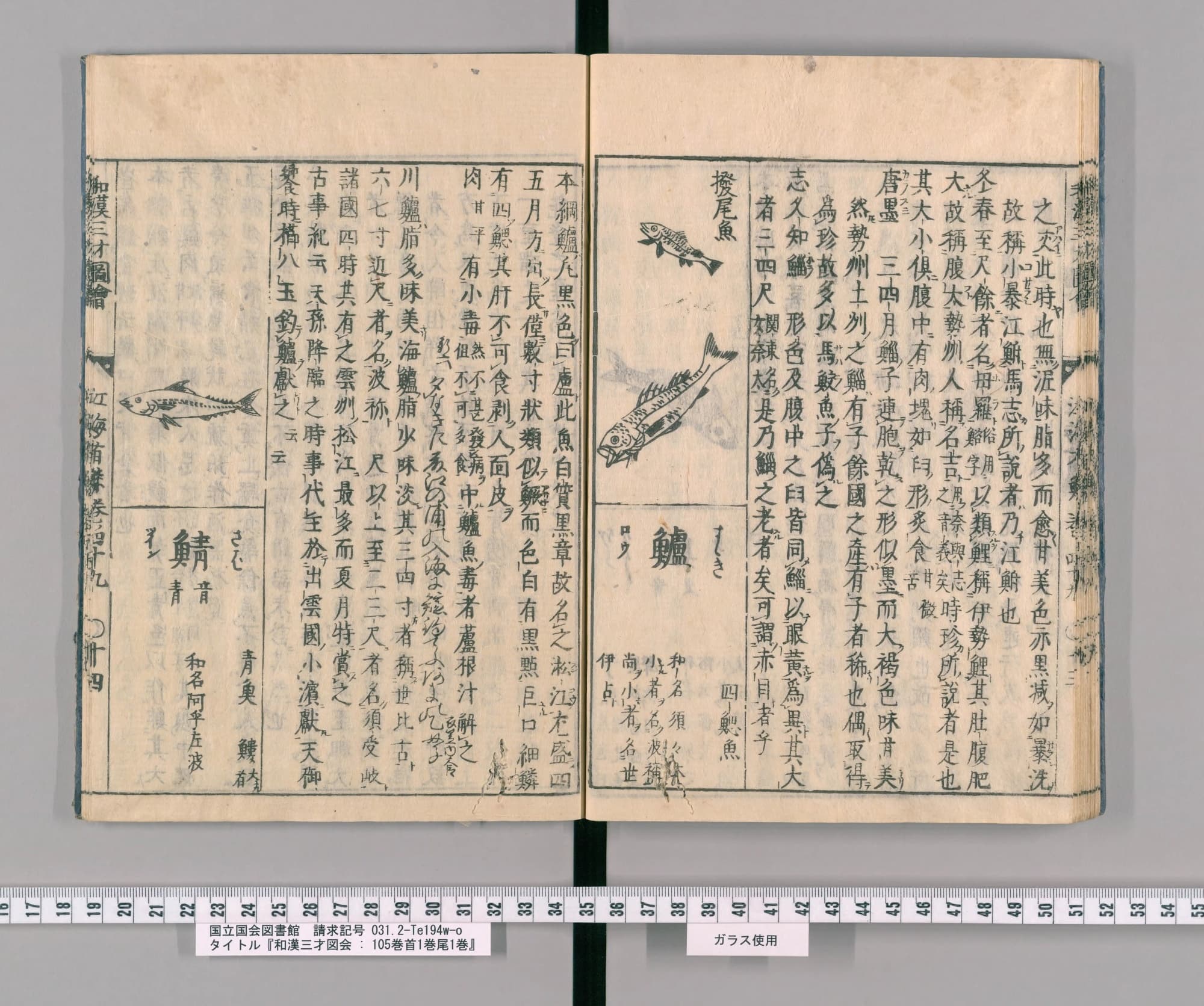 『和漢三才図会』巻四十九コマ31の見開き。右ページにボラの項の続き、左下に魚の絵
