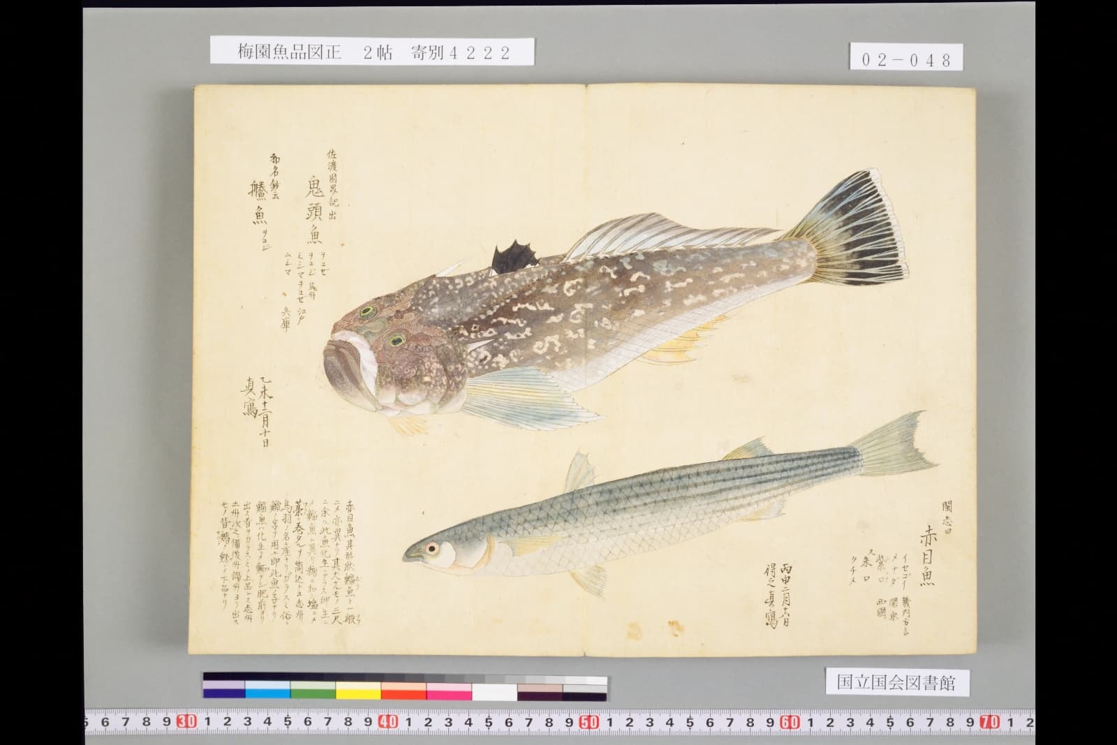 『梅園魚品図正』2帖の赤目魚（メナダ）の彩色図。上はオコゼ類