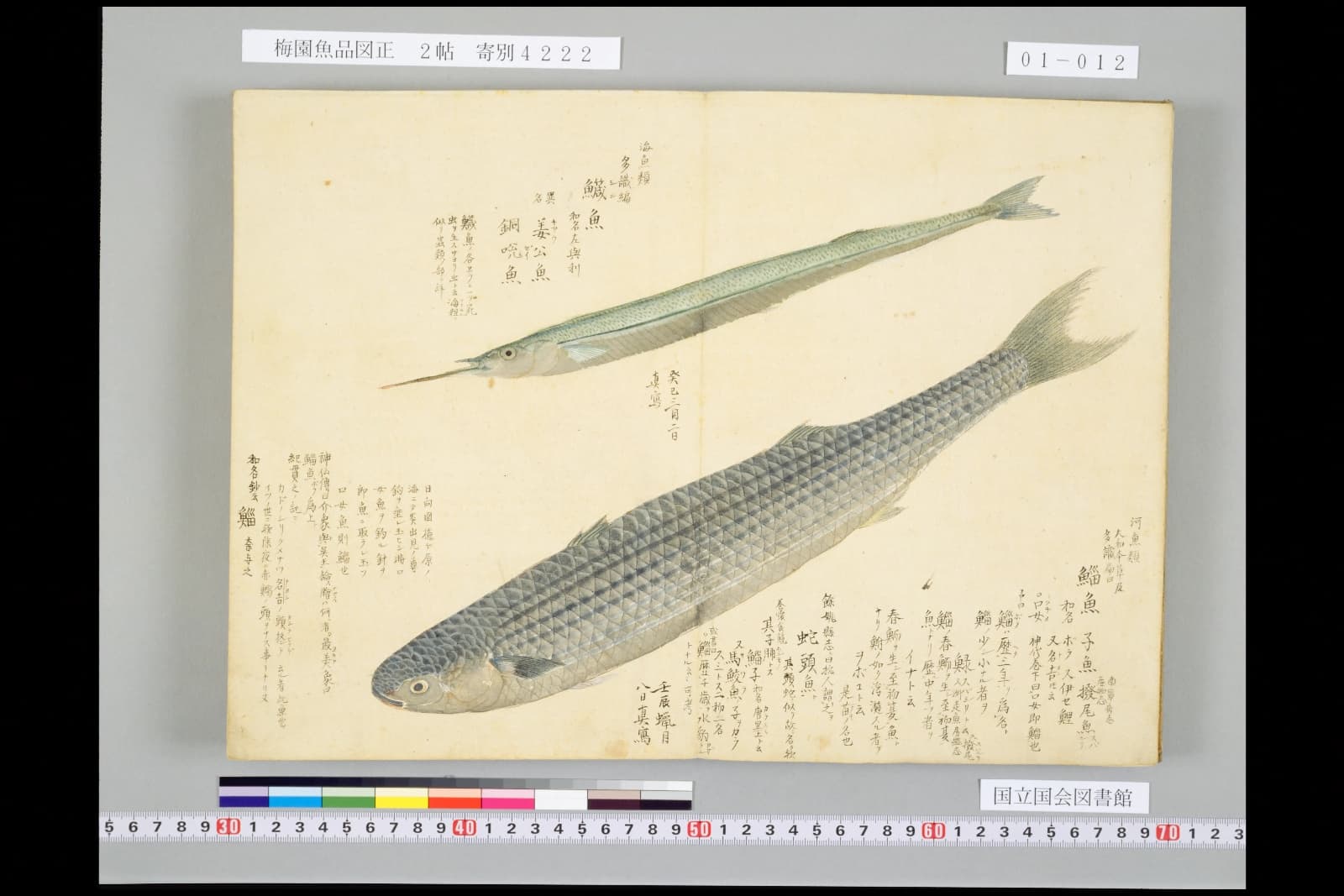 『梅園魚品図正』2帖のボラ（鯔魚）の彩色図。上はサヨリ