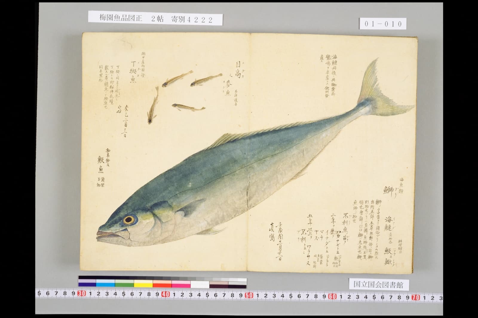 梅園魚譜 ブリの彩色図