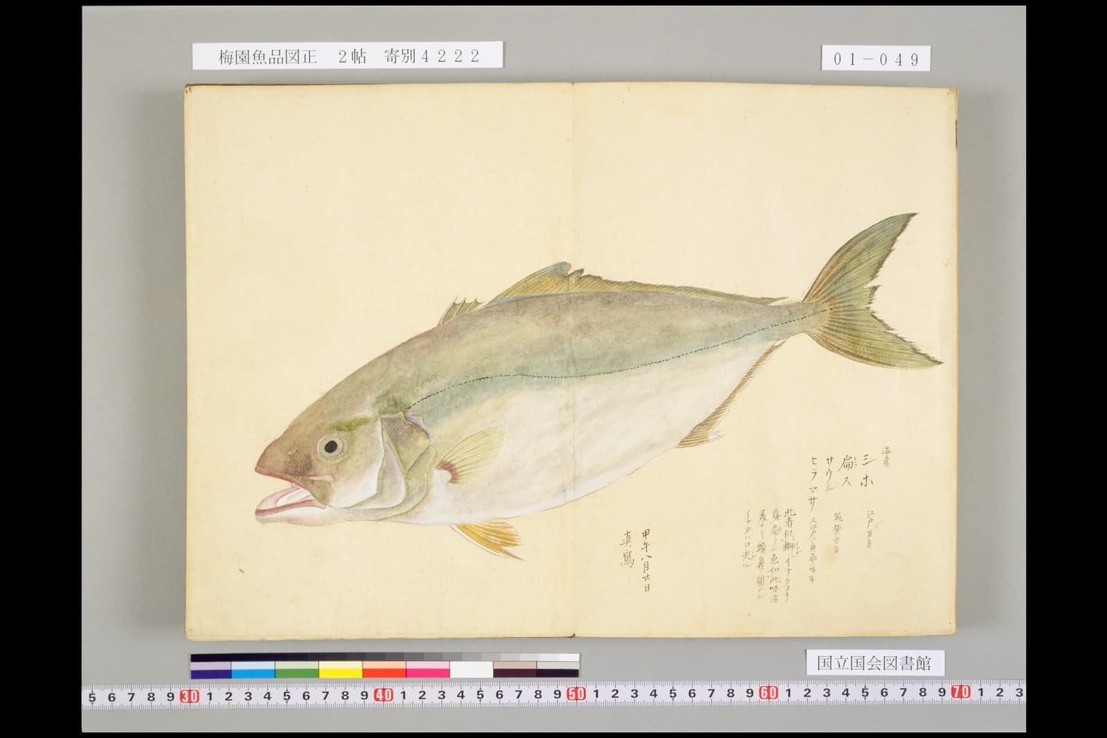 梅園魚譜 ヒラマサの彩色図