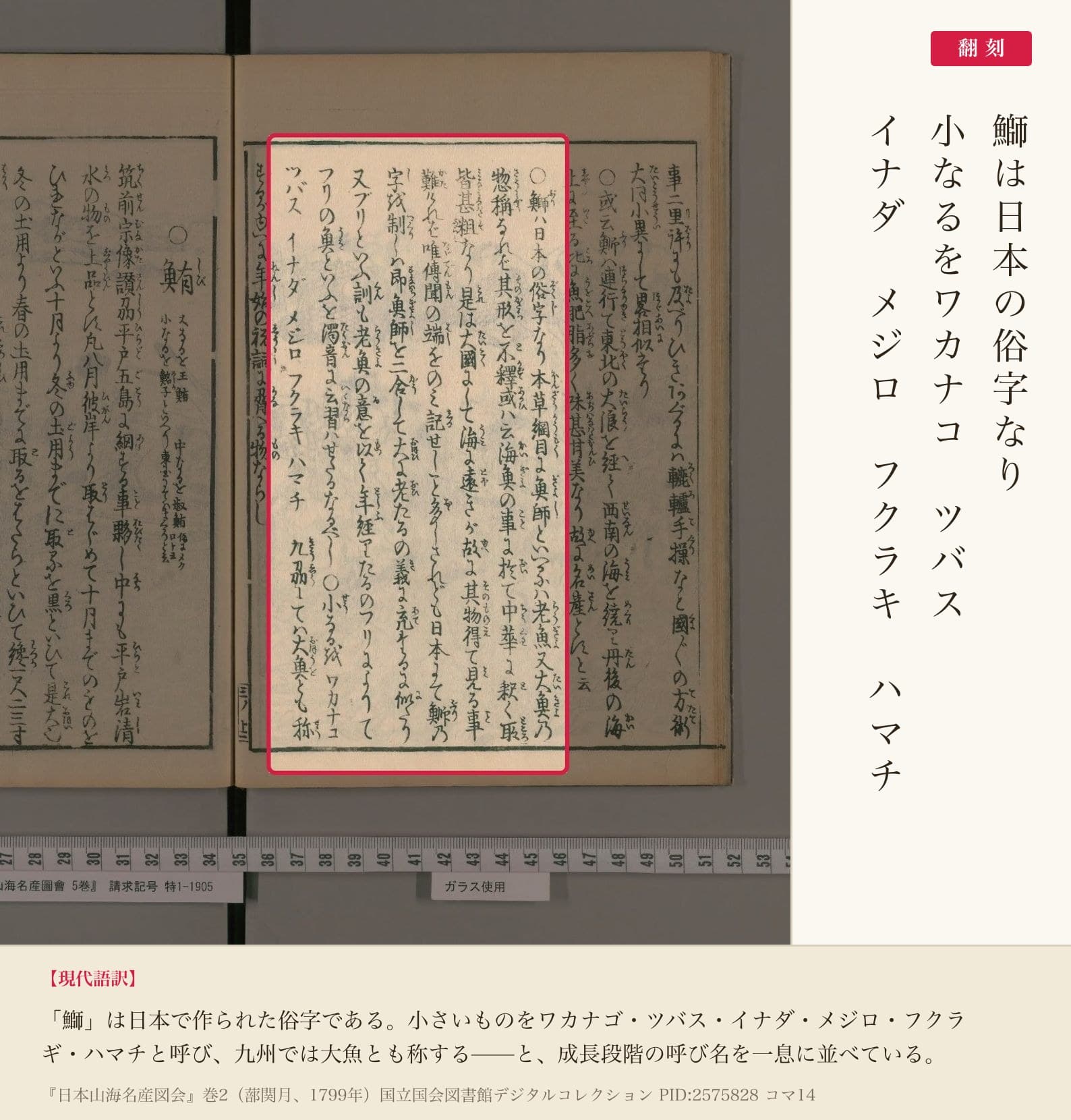 『日本山海名産図会』鰤の俗字と成長名の赤枠注釈と翻刻（PID2575828 コマ14）