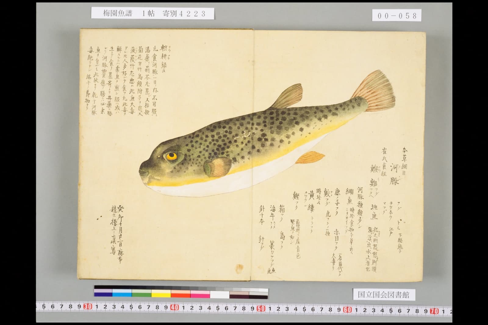『梅園魚譜』コマ58の見開きいっぱいに描かれたフグの彩色図。黒い斑点の散った背、黄色い腹の線、白くふくらんだ腹