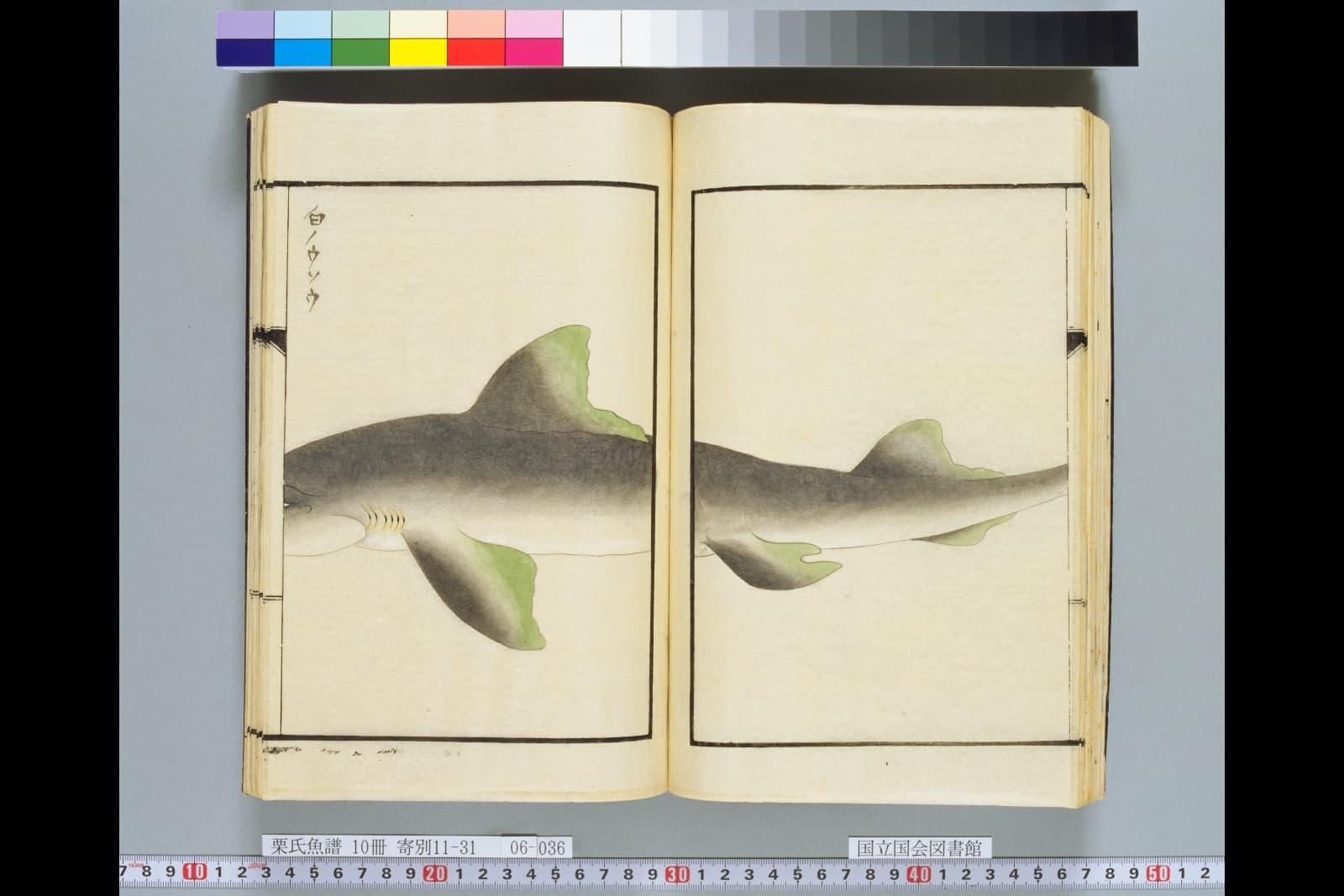 『栗氏魚譜』の見開きいっぱいに描かれたサメ。灰色の体に、先が緑がかった大きなひれ