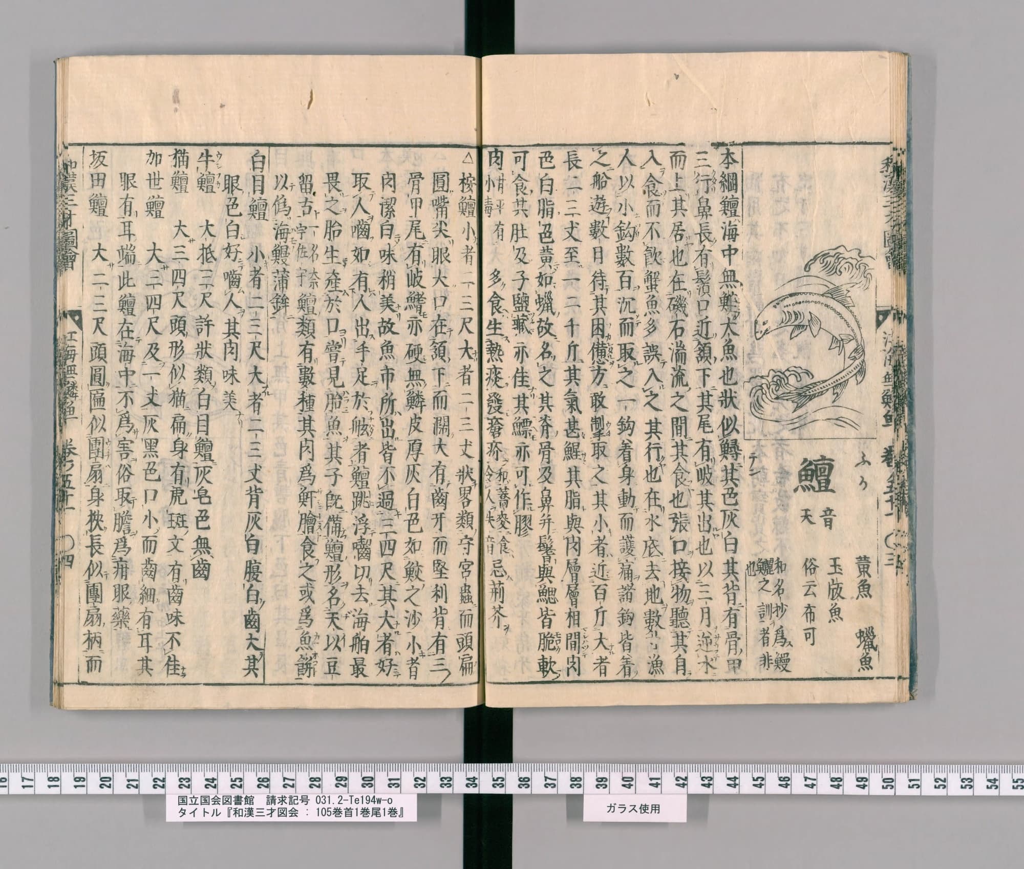 『和漢三才図会』巻五十一コマ13の見開き。右ページの右上に、波の間で身をくねらせる大きな魚の絵。その下に見出し「鱣」