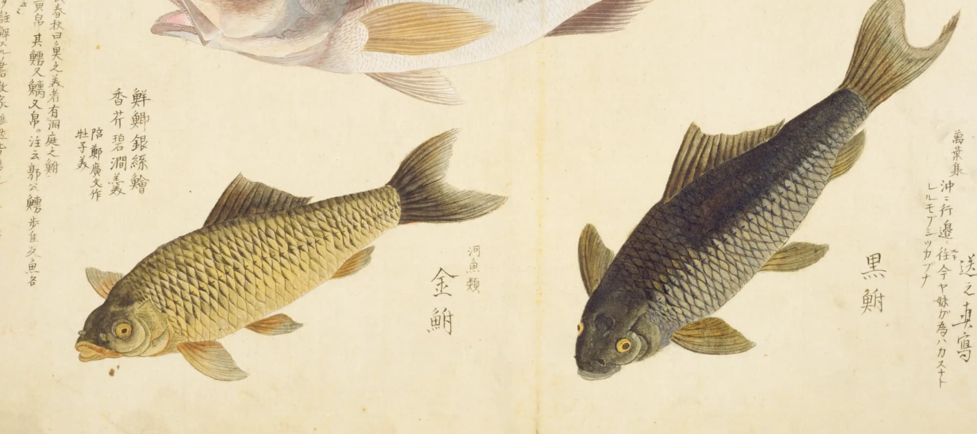 『梅園魚品図正』の金鮒と黒鮒の彩色図。黄金色のフナと黒いフナが並んで泳ぐ
