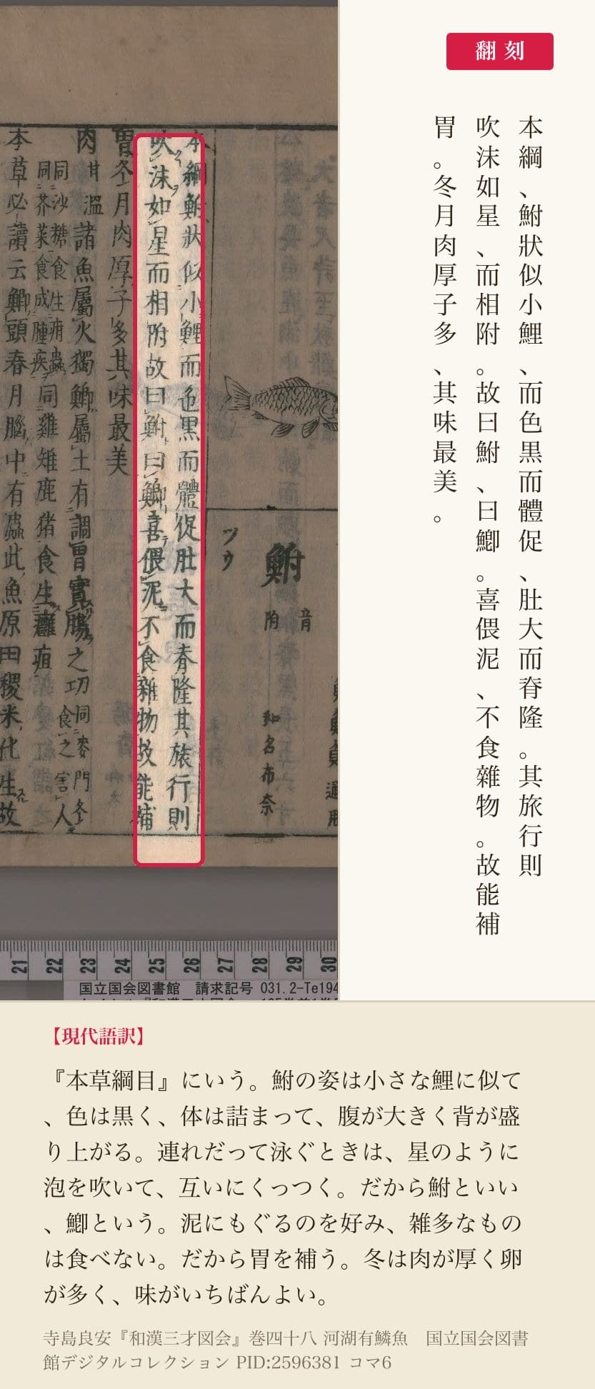 『和漢三才図会』巻四十八コマ6の「本綱鮒狀似小鯉……吹沫如星而相附故曰鮒曰鯽」の3列と翻刻