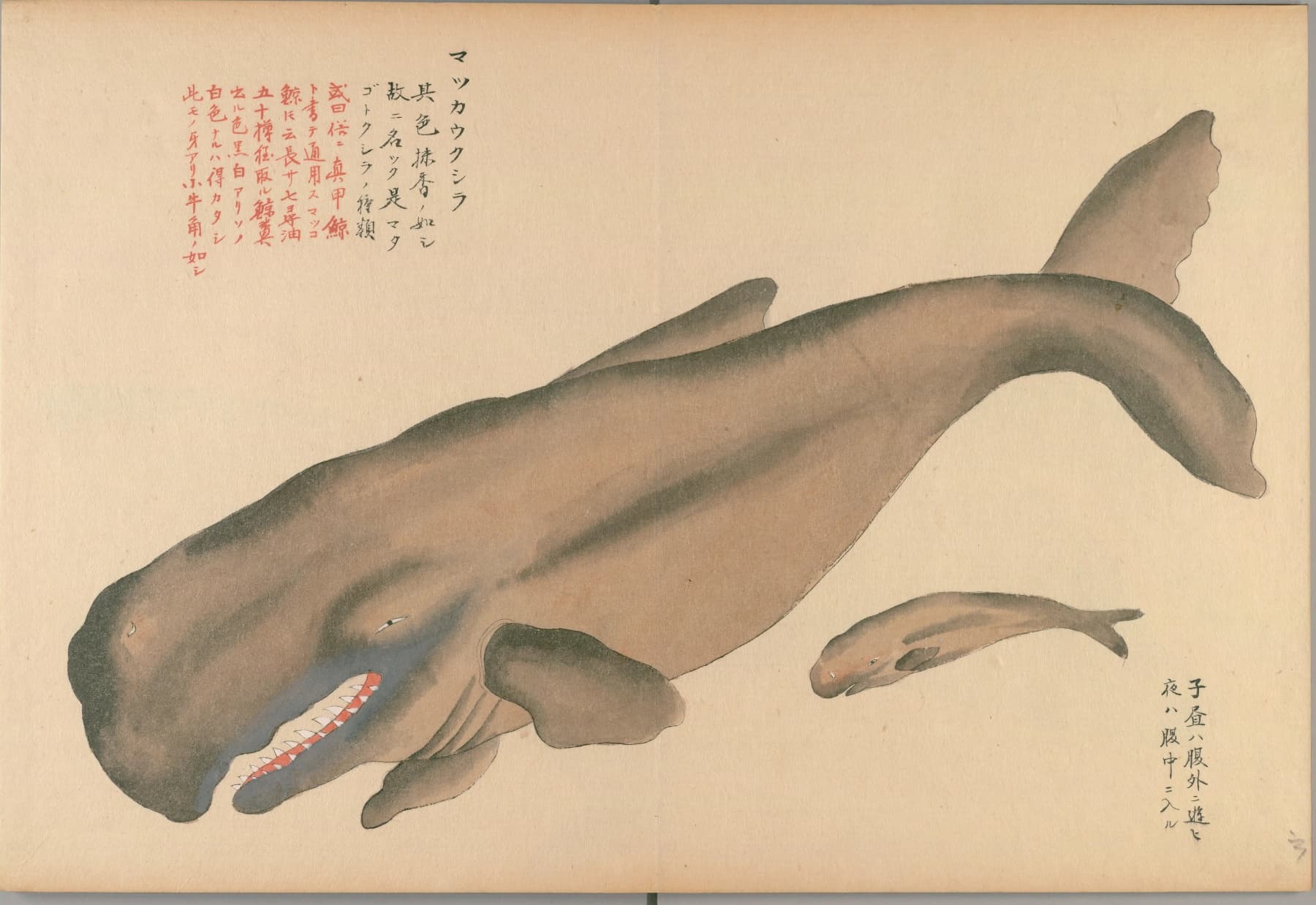 『鯨及海豚之図』のマッコウクジラの彩色図。四角く大きな頭、赤い口に並ぶ歯、そばを泳ぐ子鯨
