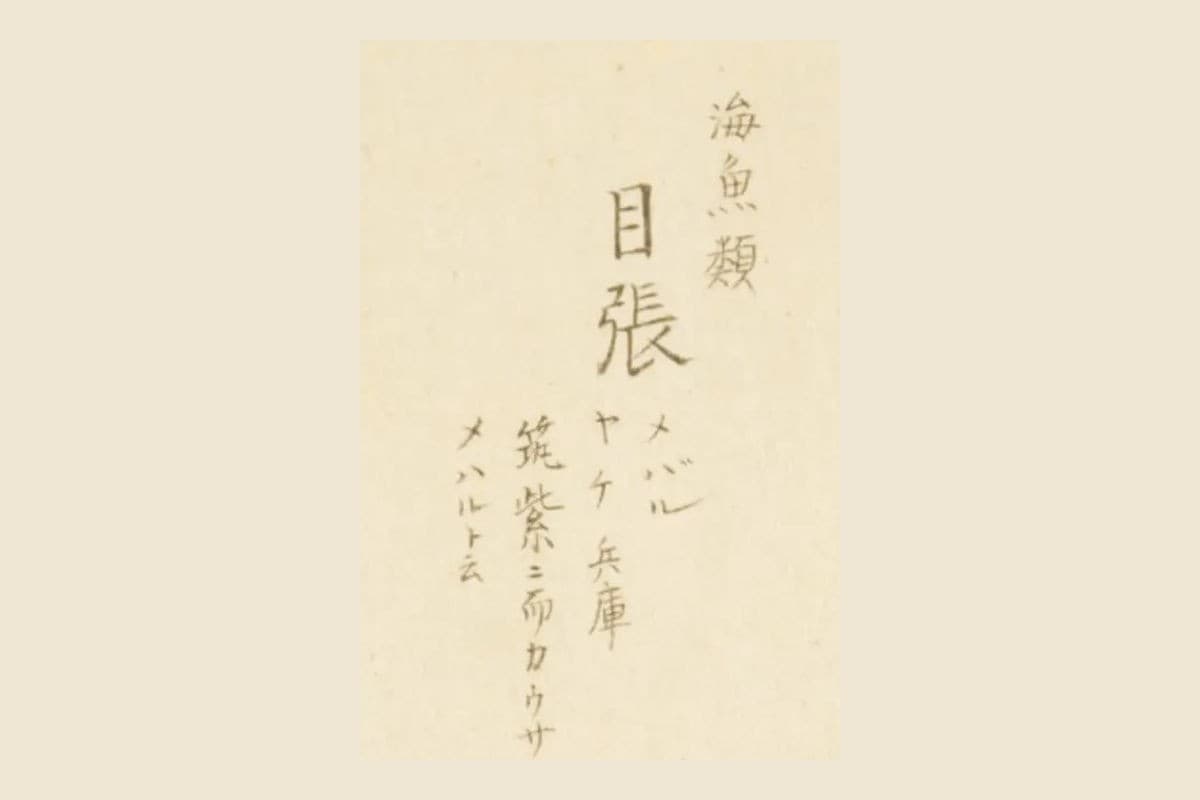 『梅園魚品図正』コマ36の書き入れ「海魚類 目張 メバル」の大写し