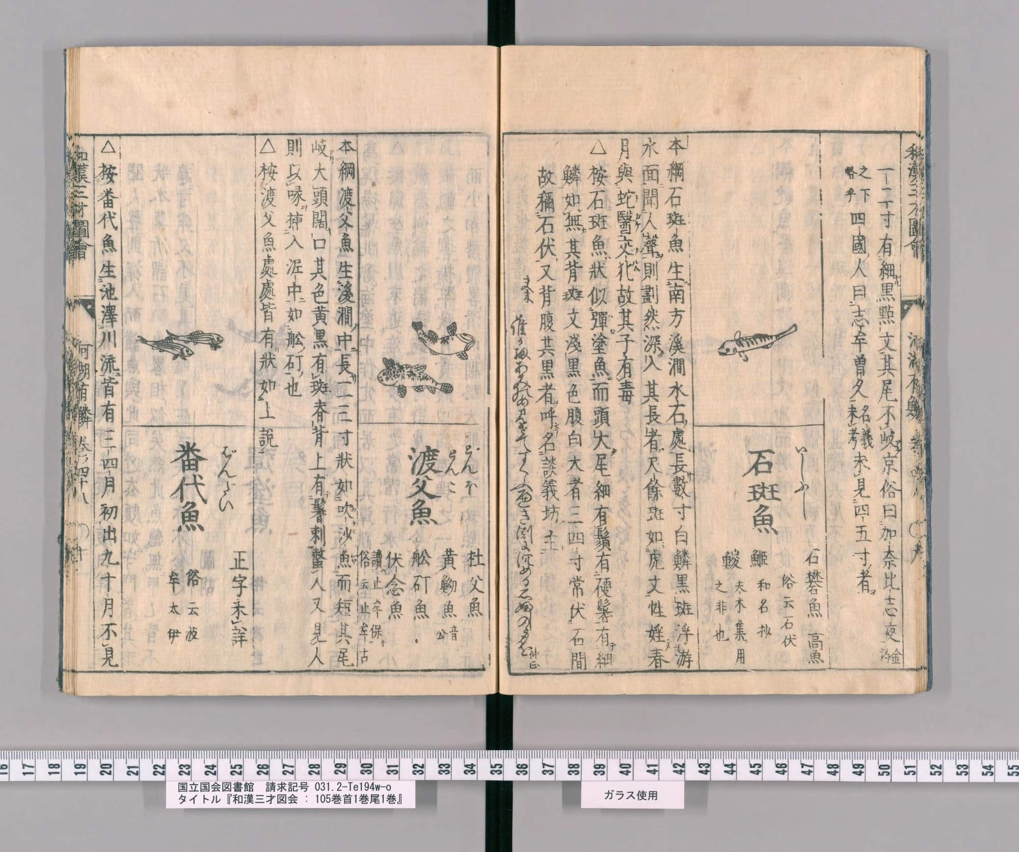『和漢三才図会』巻四十八コマ14の見開き。右ページの中ほどに見出し「石斑魚」