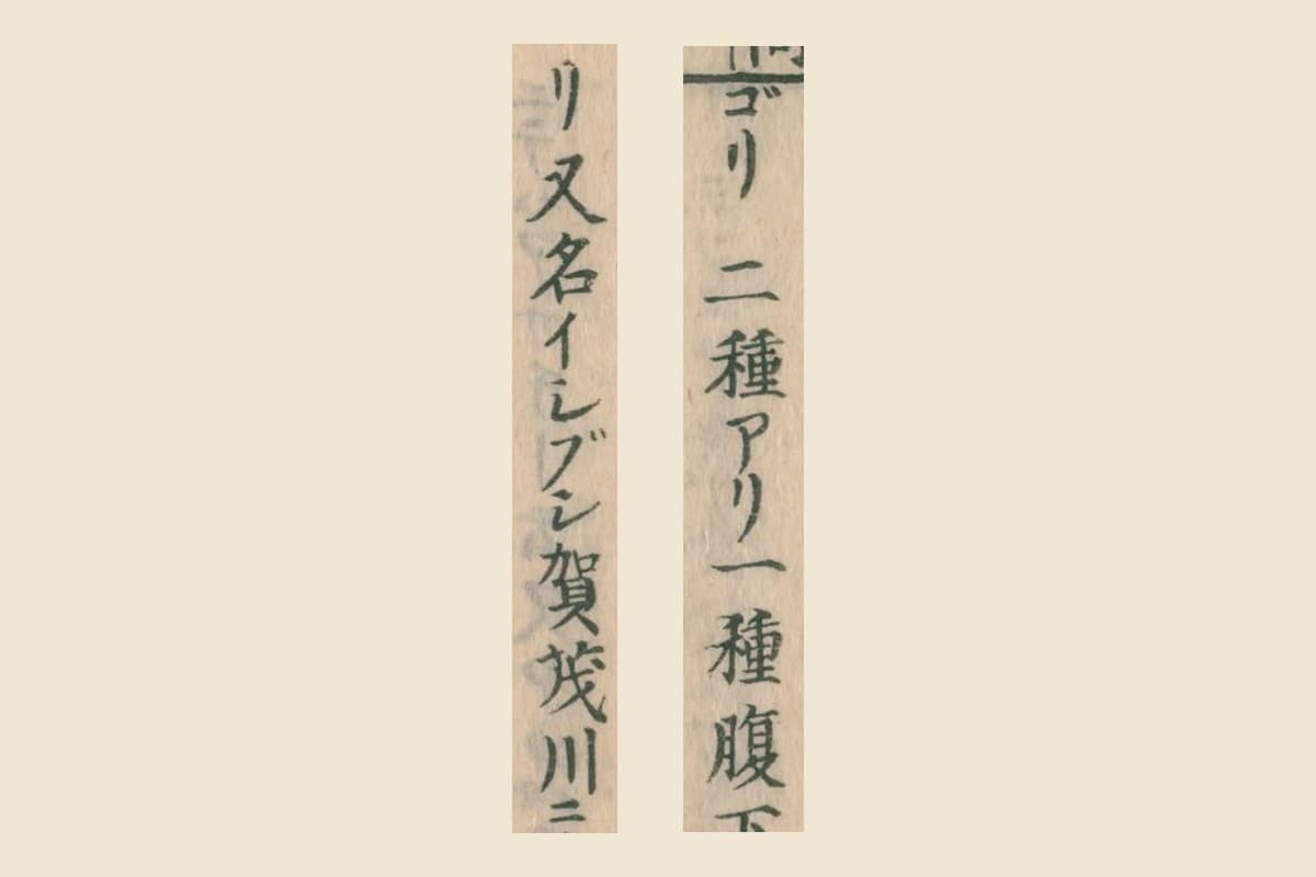 『大和本草』巻十三コマ8のカタカナの見出し「ゴリ」と「又名イシブシ賀茂川ニ」の大写し