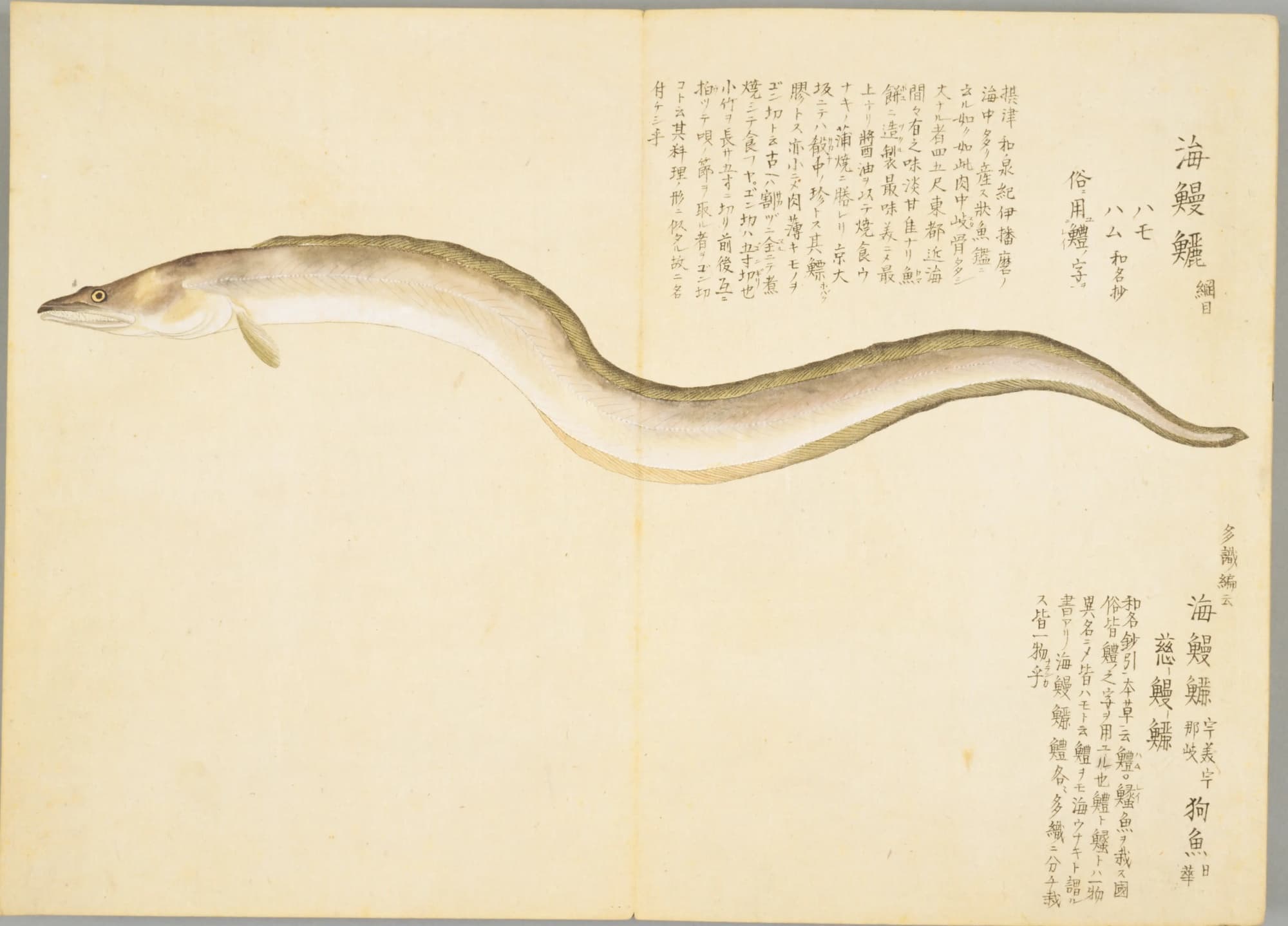 『梅園魚譜』のハモの彩色図。見開きいっぱいにのびる長い魚と、右上の見出し「海鰻鱺」