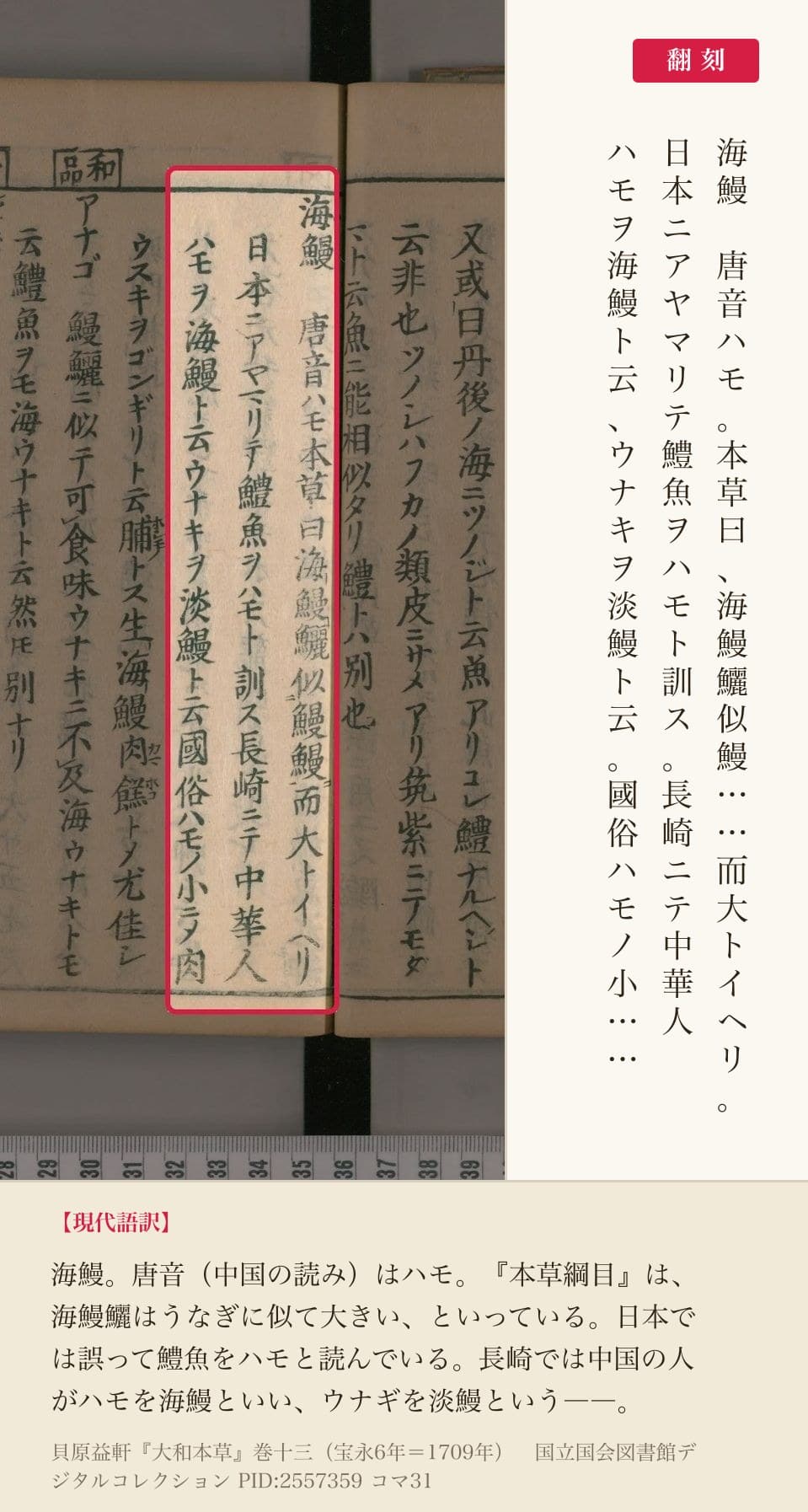 『大和本草』巻十三コマ31左ページの「海鰻 唐音ハモ」から始まる3列と翻刻