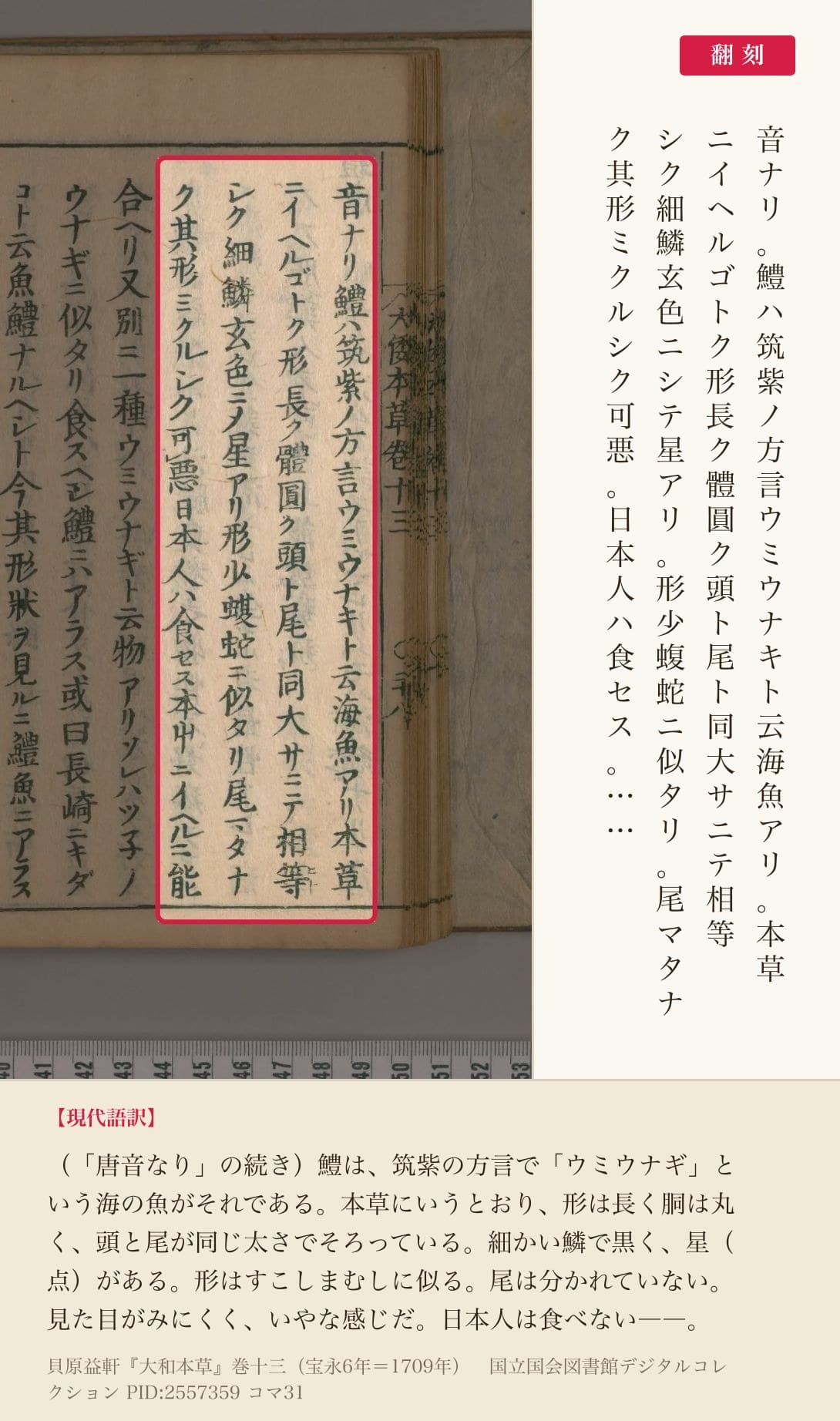 『大和本草』巻十三コマ31右ページの鱧の説明4列と翻刻