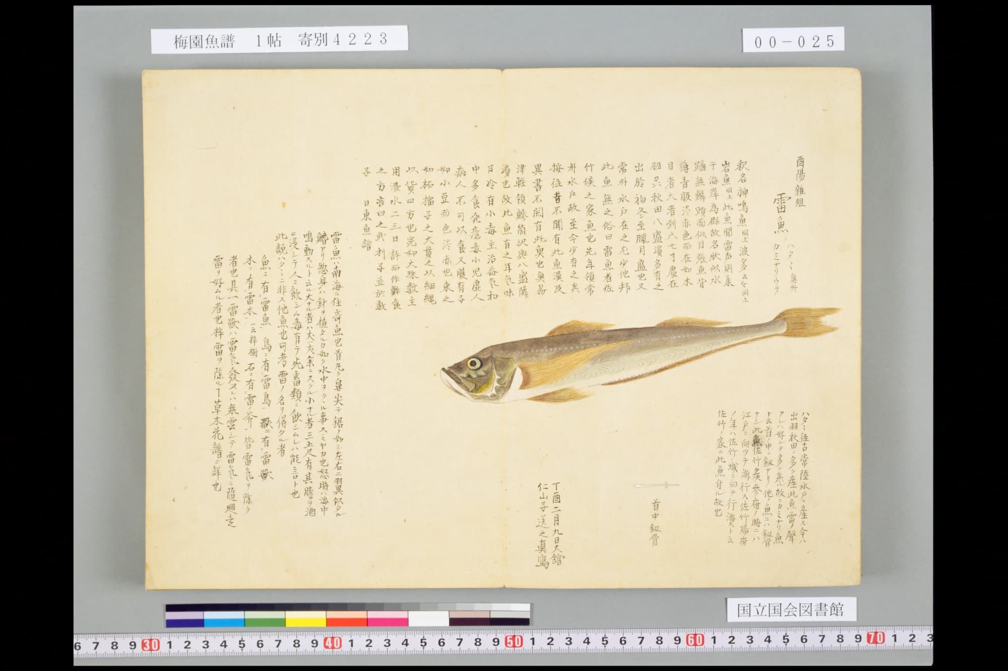 『梅園魚譜』の見開き。右ページに細長い褐色のハタハタ、腹は銀白色。右上に見出し「雷魚」