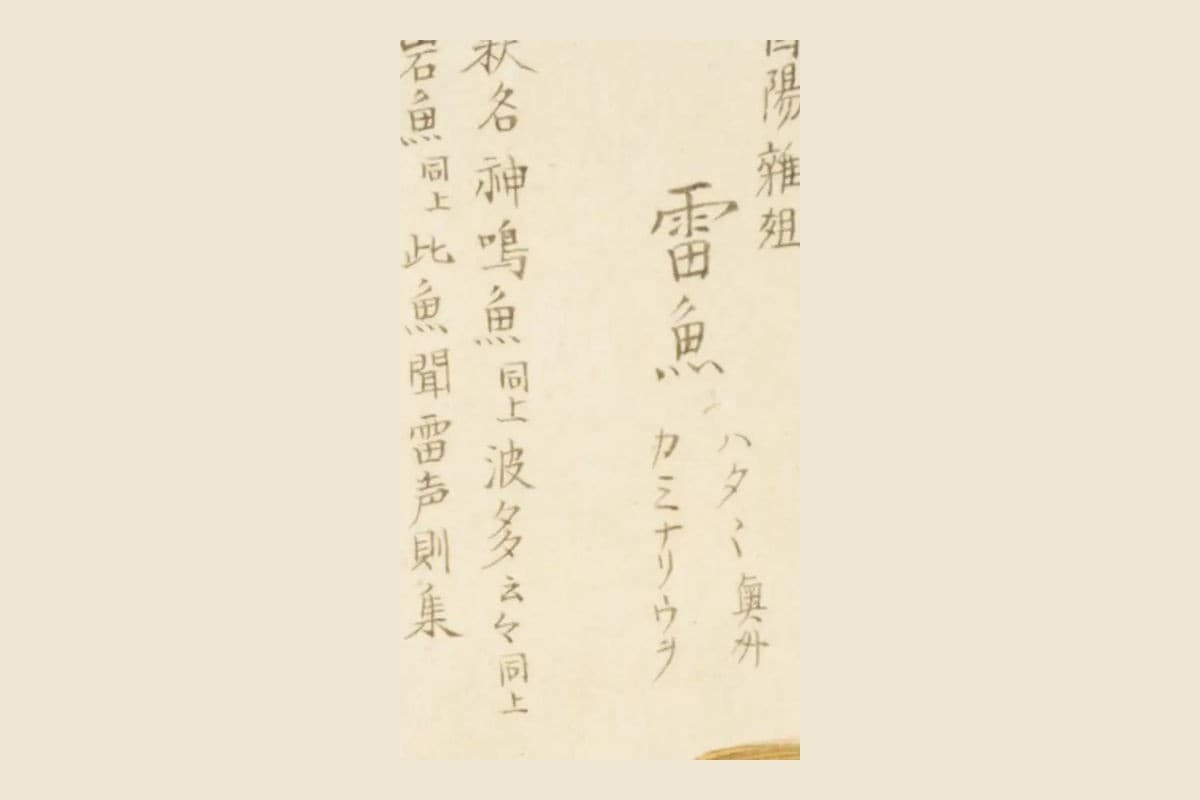 『梅園魚譜』の見出し「酉陽雑俎　雷魚　ハタハタ奥州　カミナリウヲ」と「釋名　神鳴魚」の大写し
