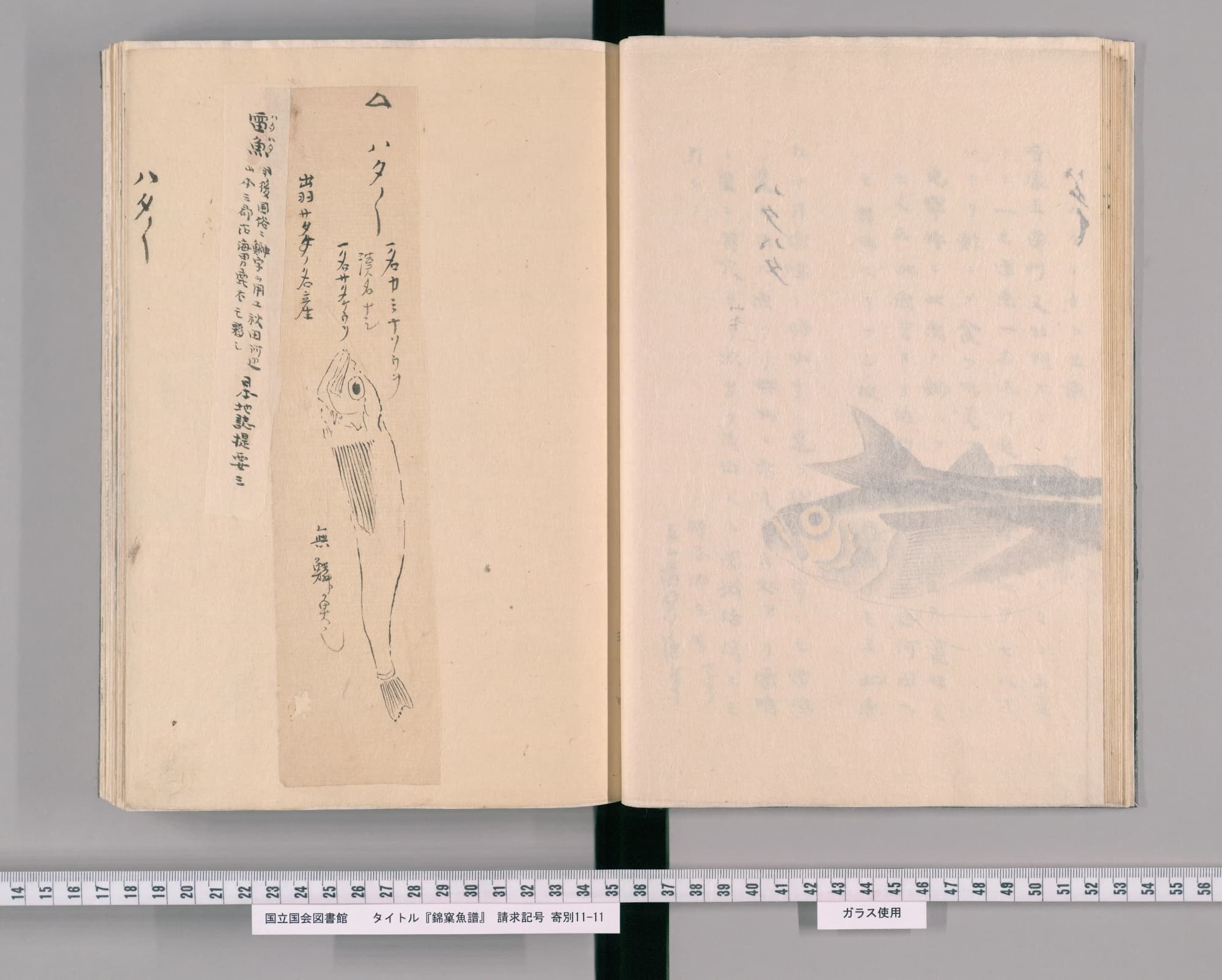 『錦窠魚譜』コマ18の見開き。左ページに貼り込まれた細長い紙に、ハタハタの線描と書き入れ