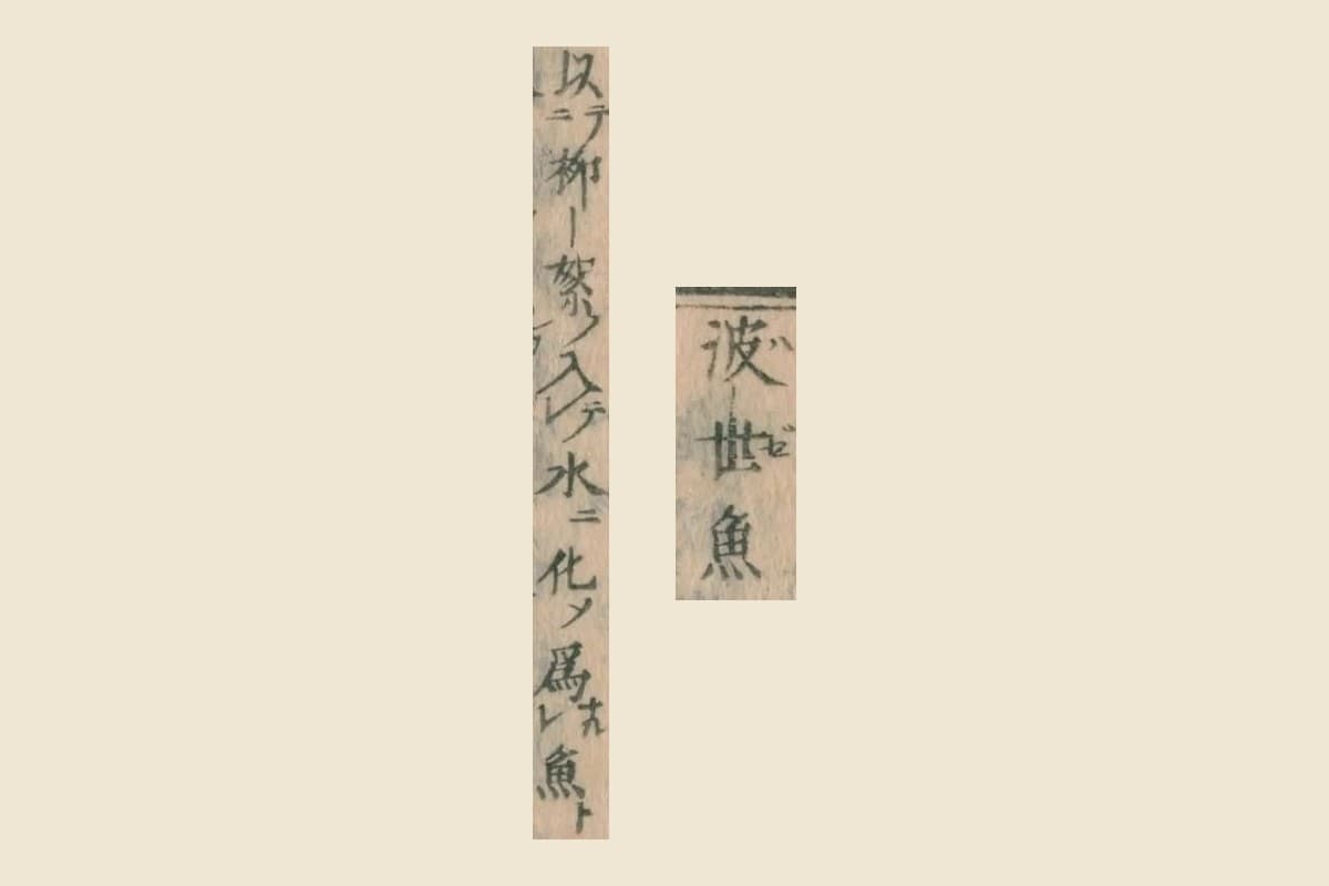 『本朝食鑑』コマ189の見出し「波世魚」と割注「以柳絮入水化為魚」の大写し
