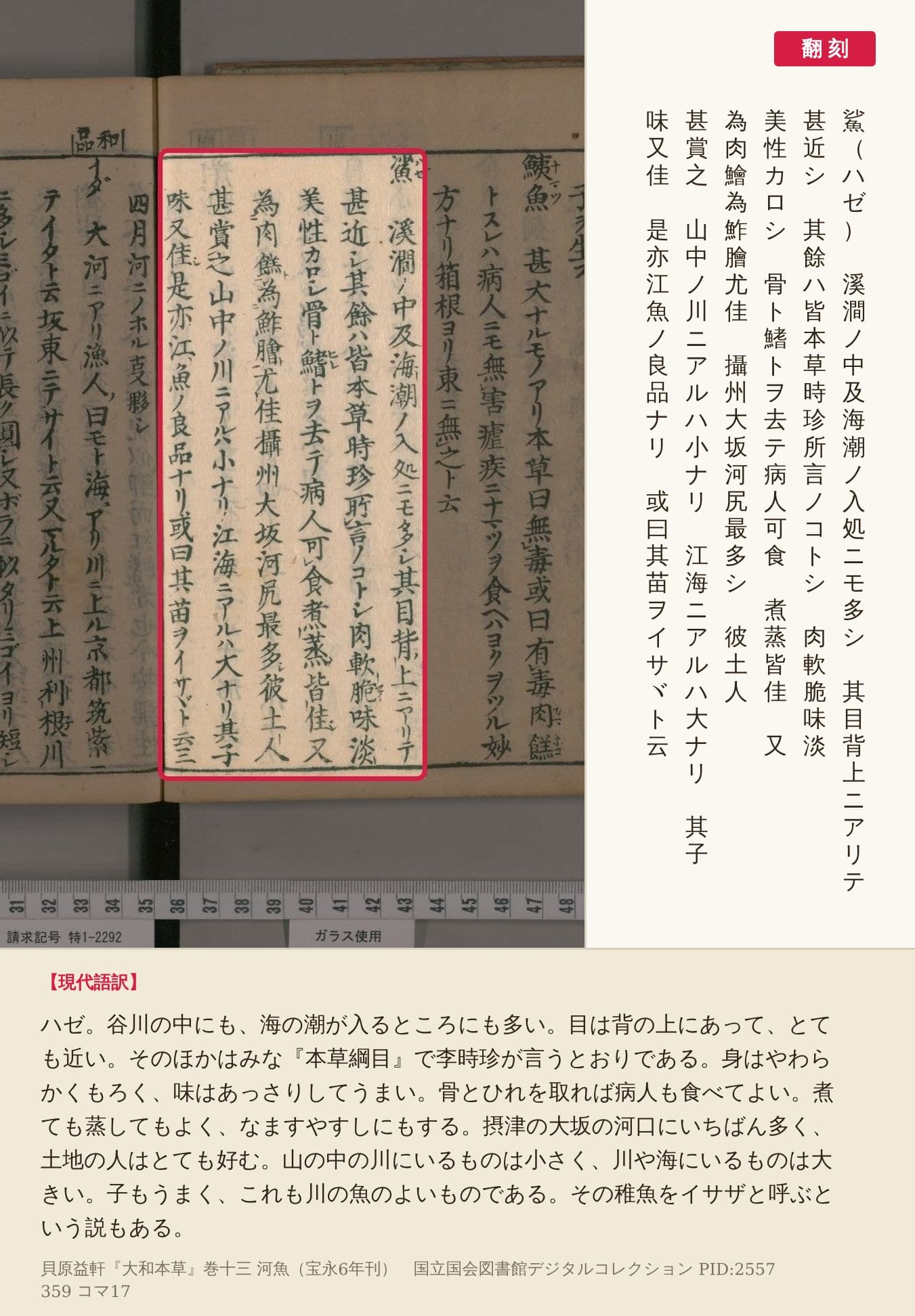 『大和本草』コマ17の鯊の項の六列を赤枠で囲み、翻刻と現代語訳を並べた画像