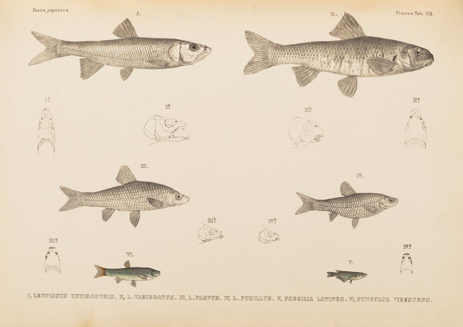 『日本動物誌』魚類の図版CII。コイのなかまの魚が六尾。右上の一尾に「II」の番号