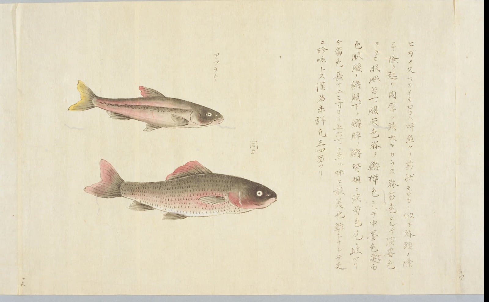 『湖中産物図証』コマ19。右に「ヒガイ又フカイモロコト呼魚アリ」で始まる説明文、左に二尾の魚の彩色図