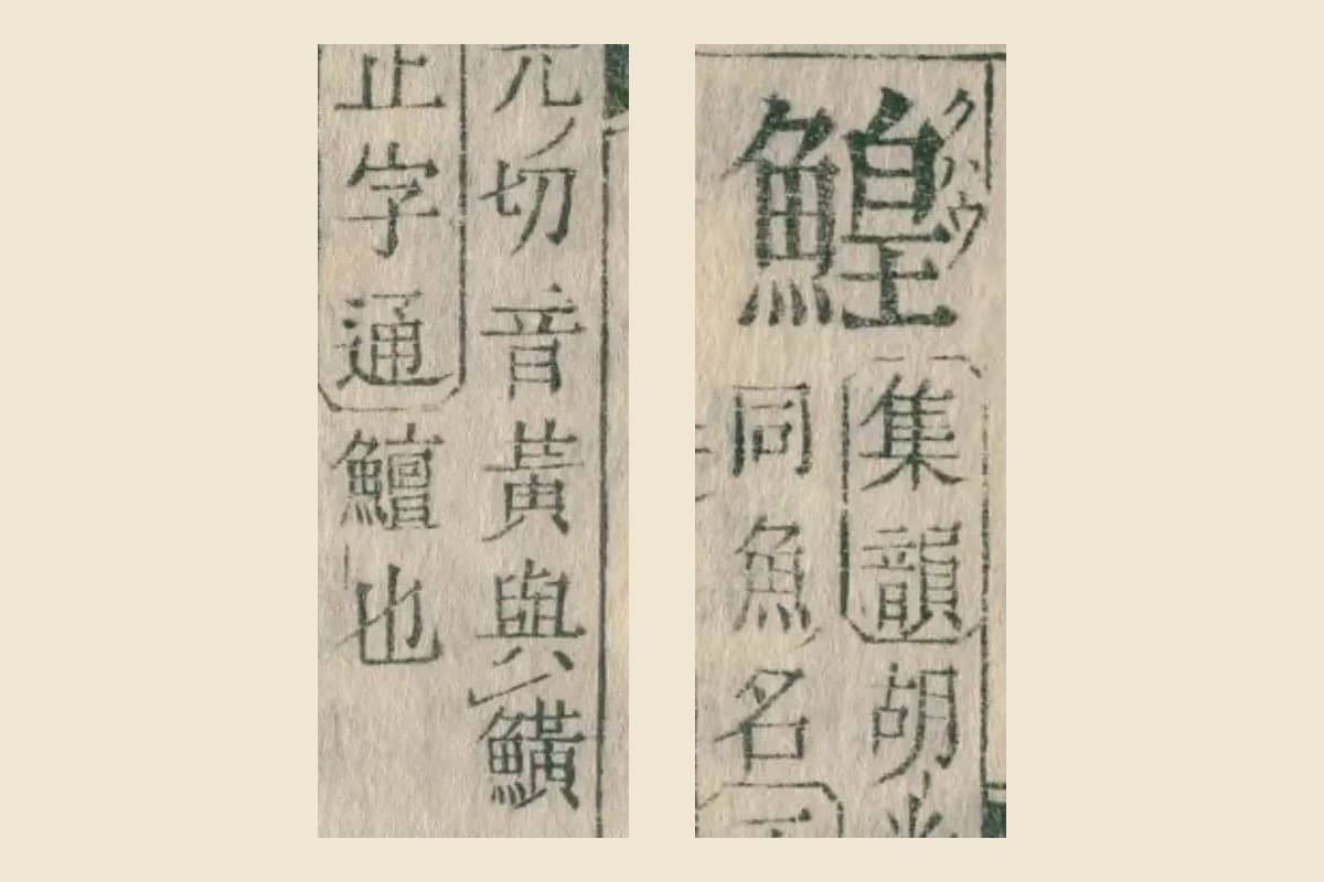『康熙字典』コマ25の見出し「鰉」と、説明「集韻 胡光切 音黃 與鱑」「同 魚名 正字通 鱣也」の大写し