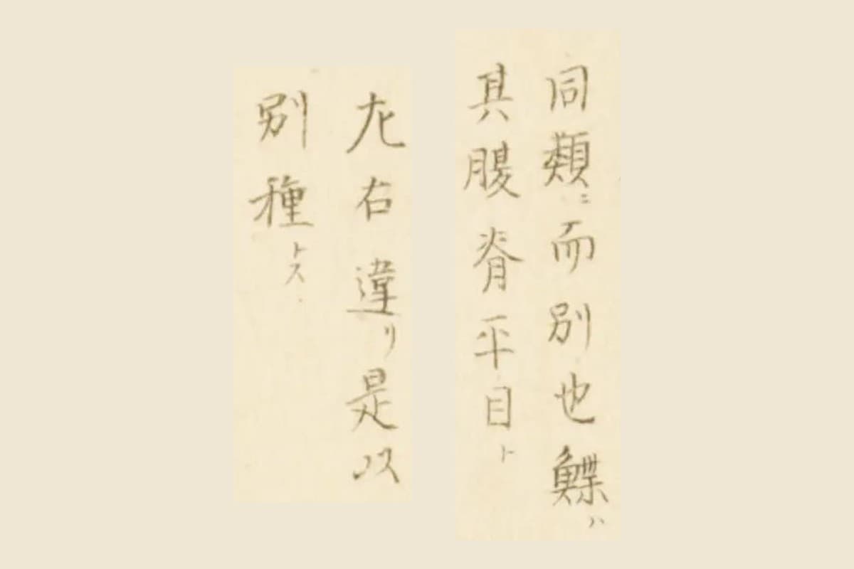 『梅園魚品図正』巻一 コマ37の書き入れ「同類ニ而別也鰈ハ」「其腹脊平目ト」「左右違リ是以」「別種トス」の大写し