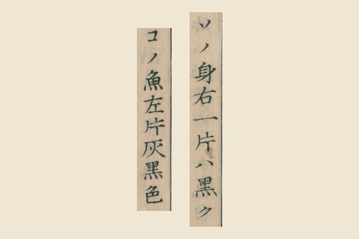 『重訂本草綱目啓蒙』巻四十の「ソノ身右一片ハ黒ク」と「コノ魚左片灰黒色」の大写し