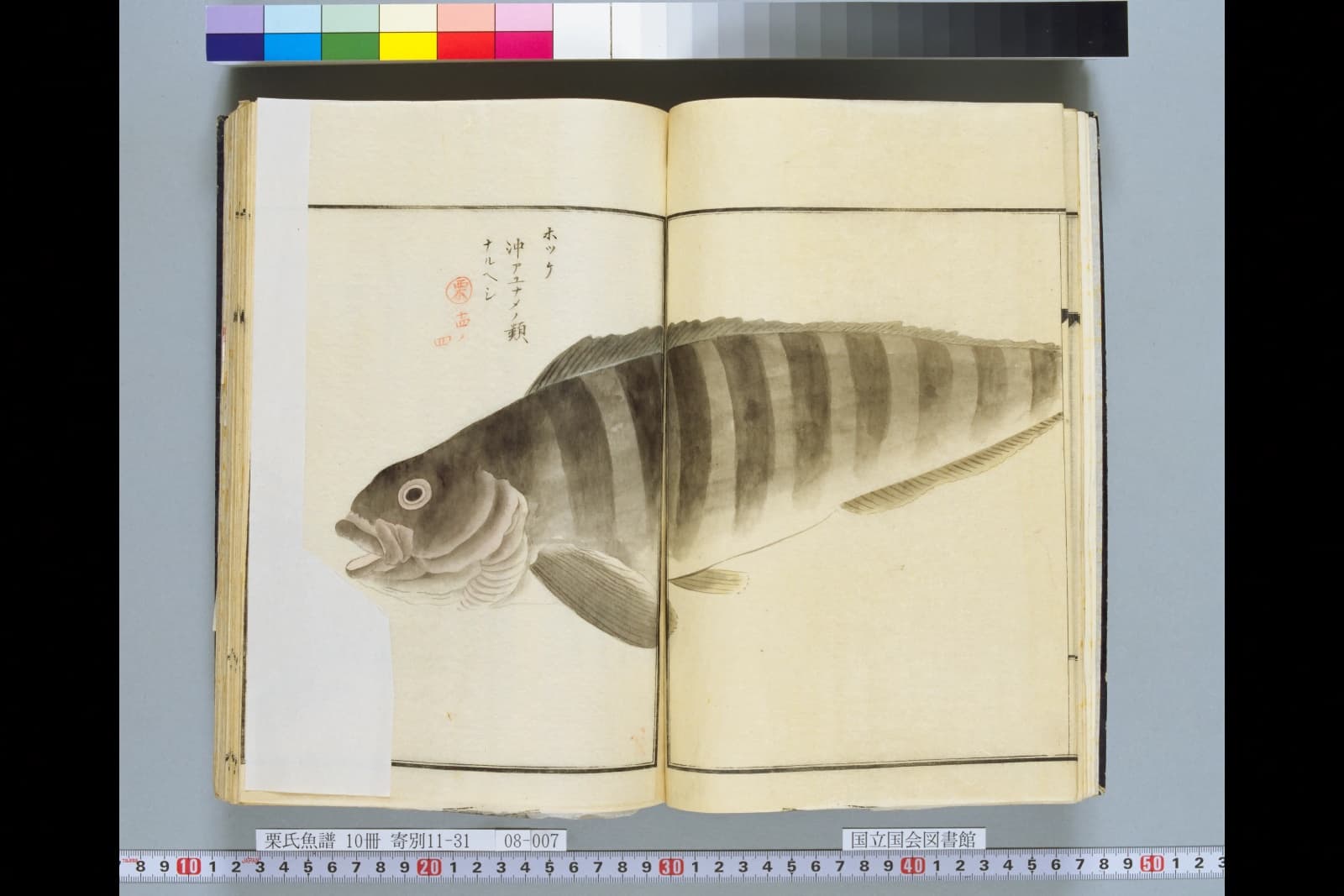 『栗氏魚譜』の見開きに描かれた、体に濃い横じまが並ぶ魚。左上にカタカナの書き入れ