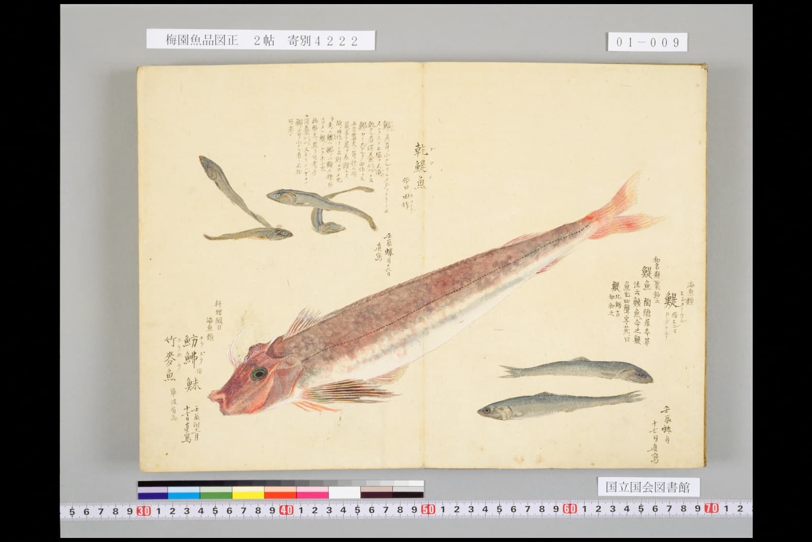 『梅園魚品図正』コマ9の見開き。見開きいっぱいに斜めに描かれた赤い魚。頭は角ばり、頭の上に白く細い突起が二本。胸びれの下に細く分かれたすじ。まわりに小さな魚の図
