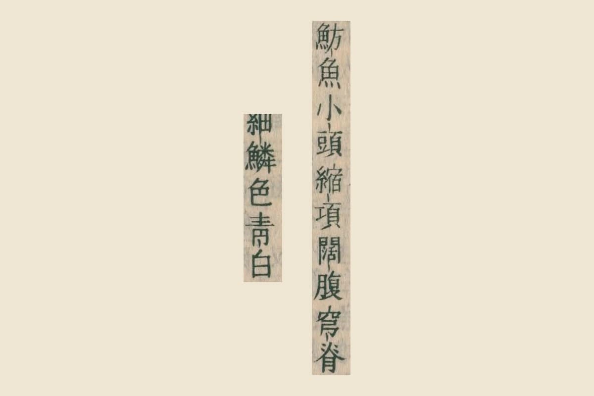『康熙字典』コマ7左ページの「魴魚小頭縮項闊腹穹脊」と「細鱗色青白」の大写し
