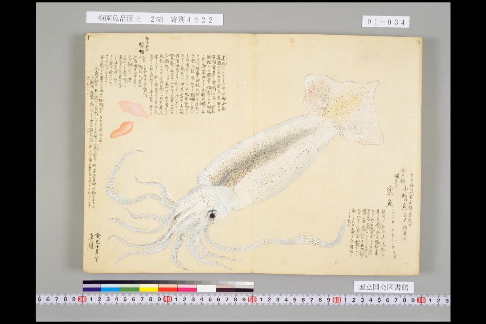『梅園魚品図正』巻1（1帖）。見開きいっぱいに一杯のイカが描かれている