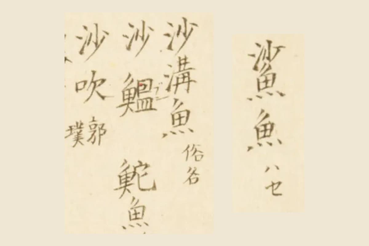 『梅園魚品図正』コマ13の書き入れ「鯊魚 ハセ」と「沙溝魚 俗名」「沙鰛」「鮀魚」「沙吹 郭璞」の大写し
