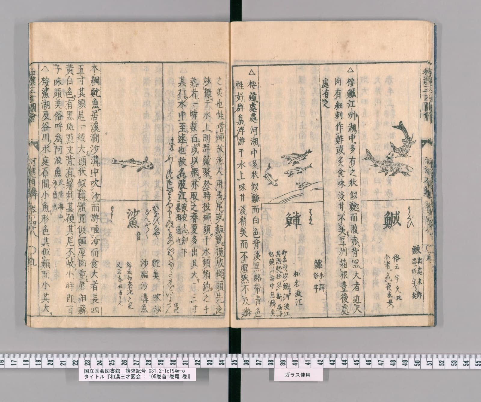 『和漢三才図会』巻四十八コマ13の見開き。左ページの右に魚の絵と見出し「鯊」