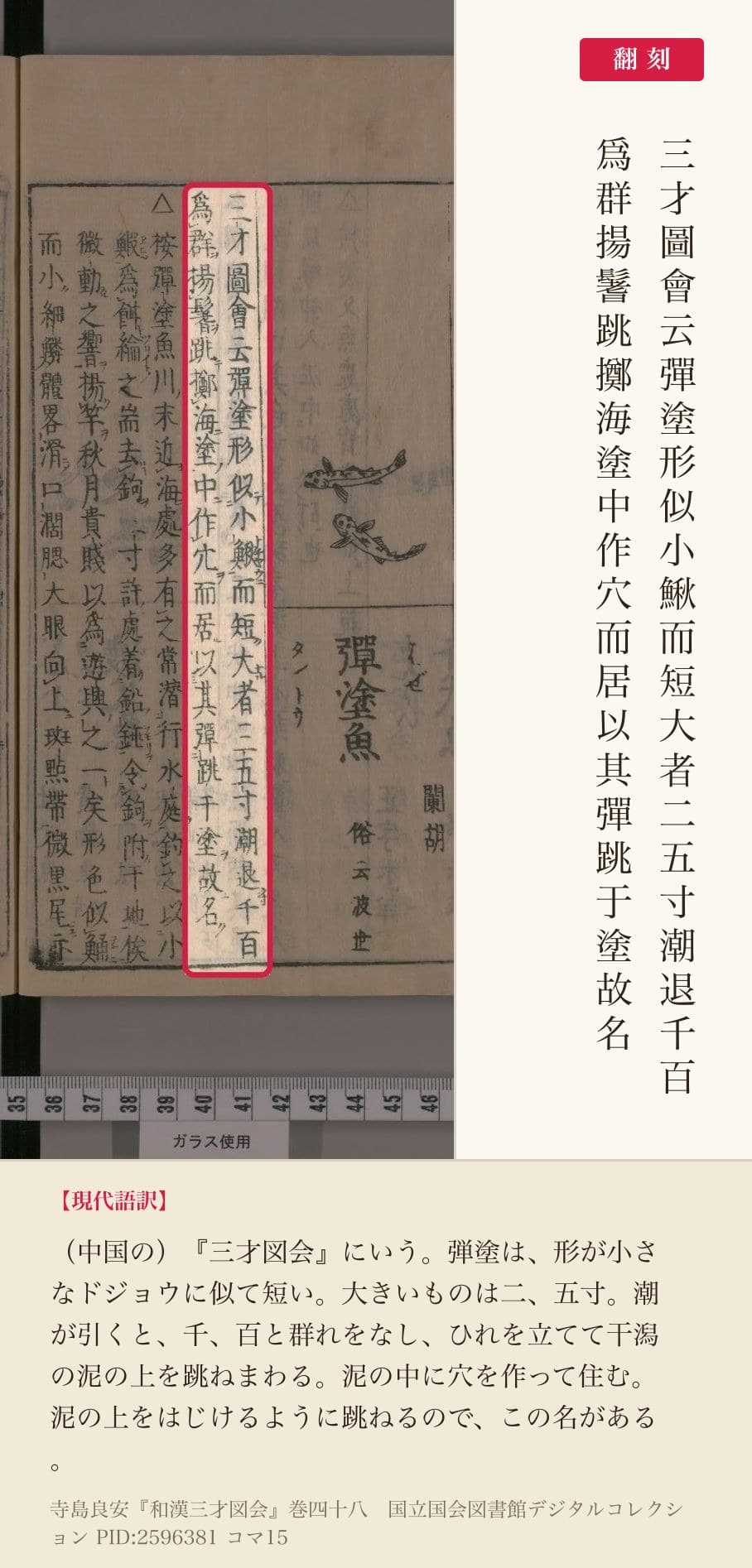 『和漢三才図会』コマ15の彈塗魚の項の冒頭2列と翻刻