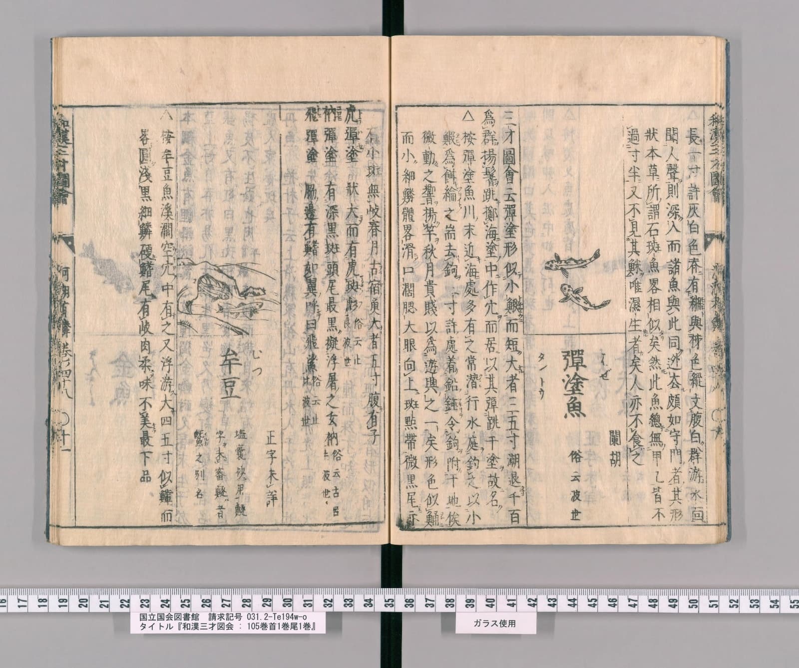 『和漢三才図会』巻四十八コマ15の見開き。右ページの左寄りに小さな魚二尾の絵と見出し「彈塗魚」