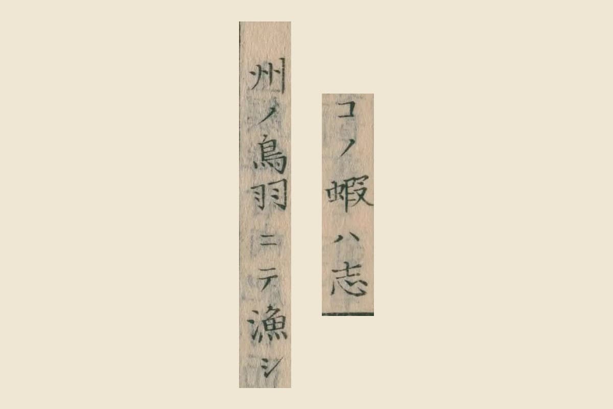 『重訂本草綱目啓蒙』巻之四十「海鰕」の「コノ蝦ハ志」「州ノ鳥羽ニテ漁シ」の大写し