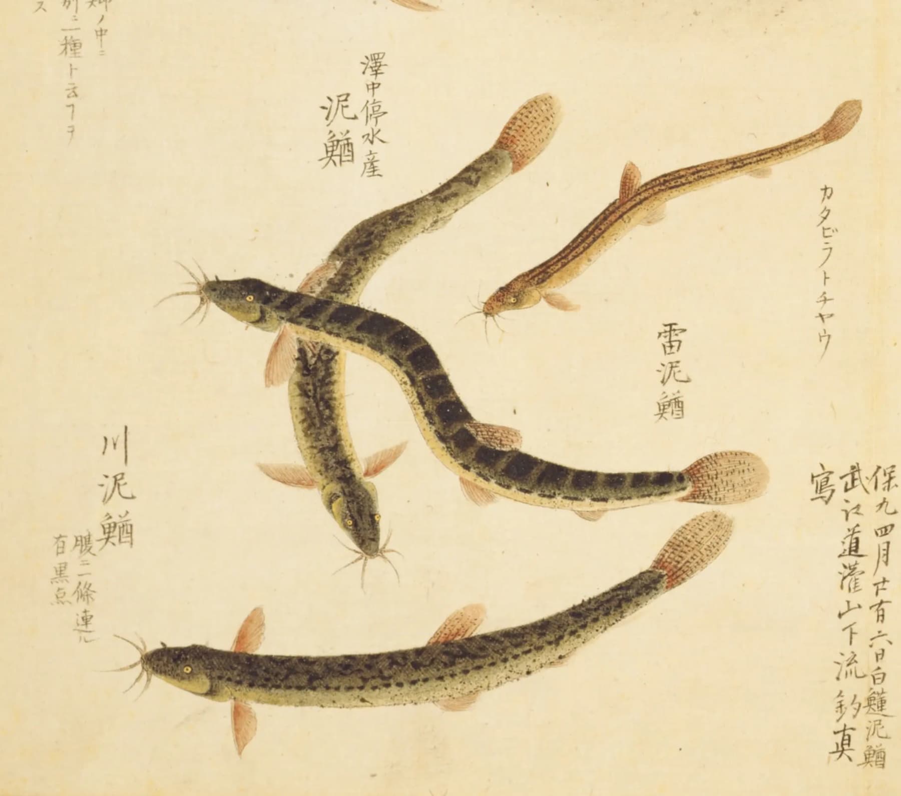 『梅園魚譜』に描かれたドジョウ四尾。長いひげと黒い斑のある細長い体