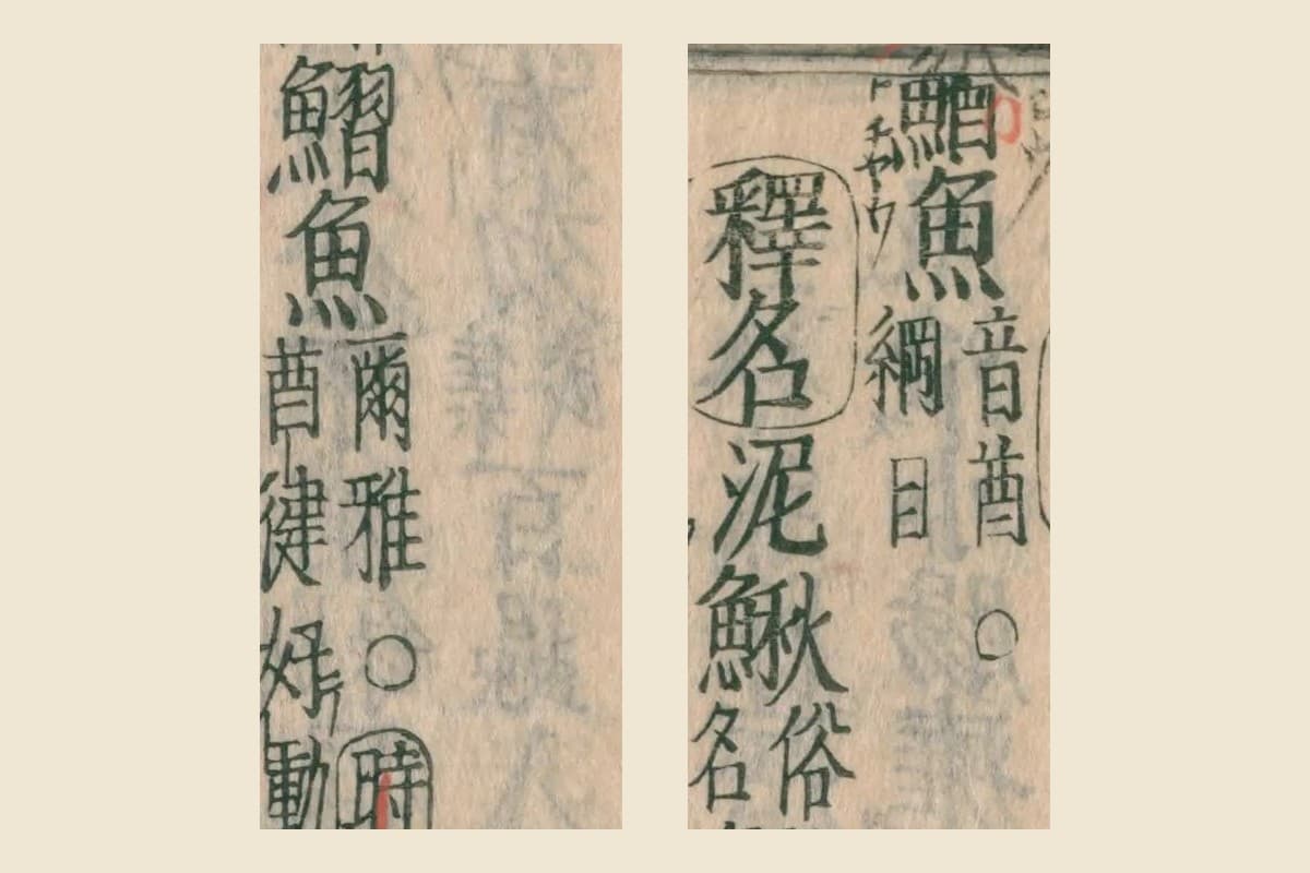『本草綱目』の見出し「鰌魚 音酋 綱目」と「釋名 泥鰍 俗名 鰼魚 爾雅」の大写し