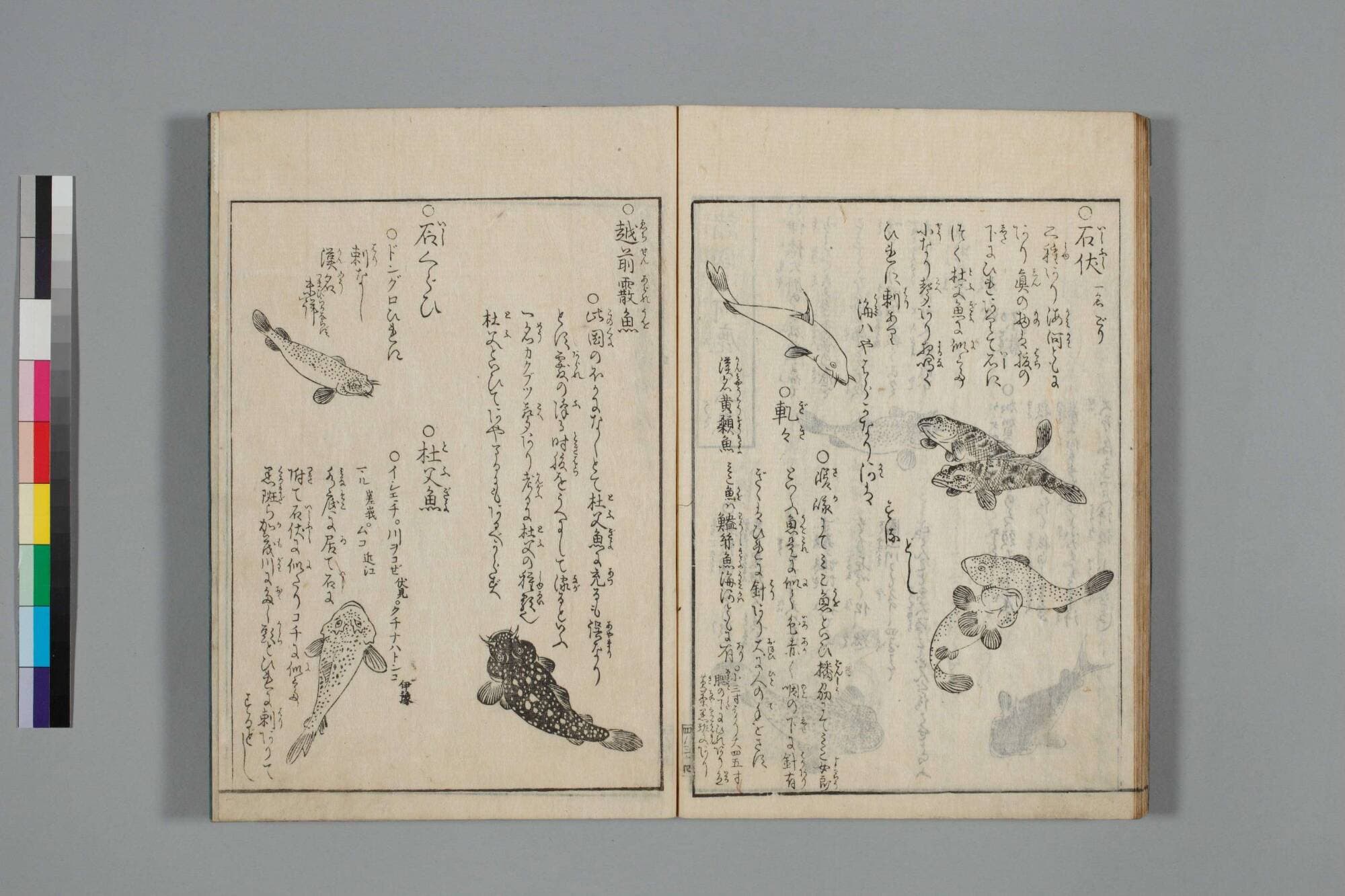 『山海名産図会』の見開き。右ページに頭の大きな魚が何尾も、左ページに斑点のある魚と「杜父魚」の見出し