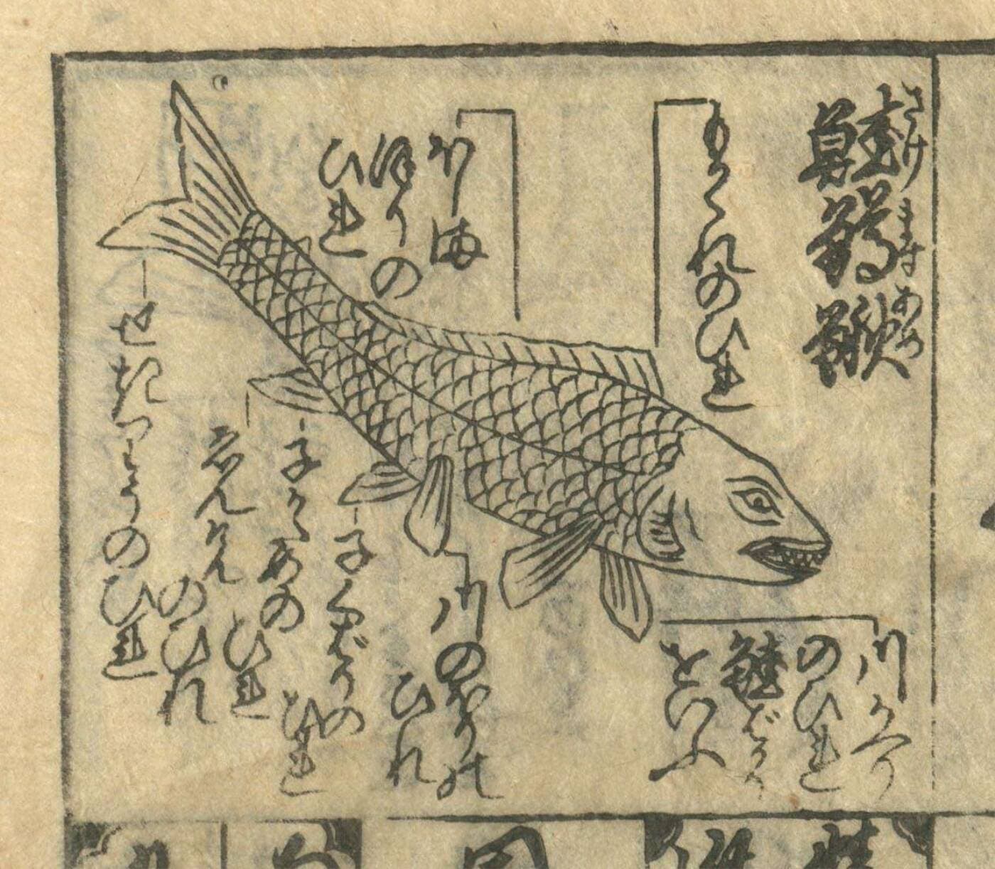 『当流節用料理大全』の魚の図。大きな一尾に「鮭鱒鰍」の三字と、ひれの名前の書き入れ