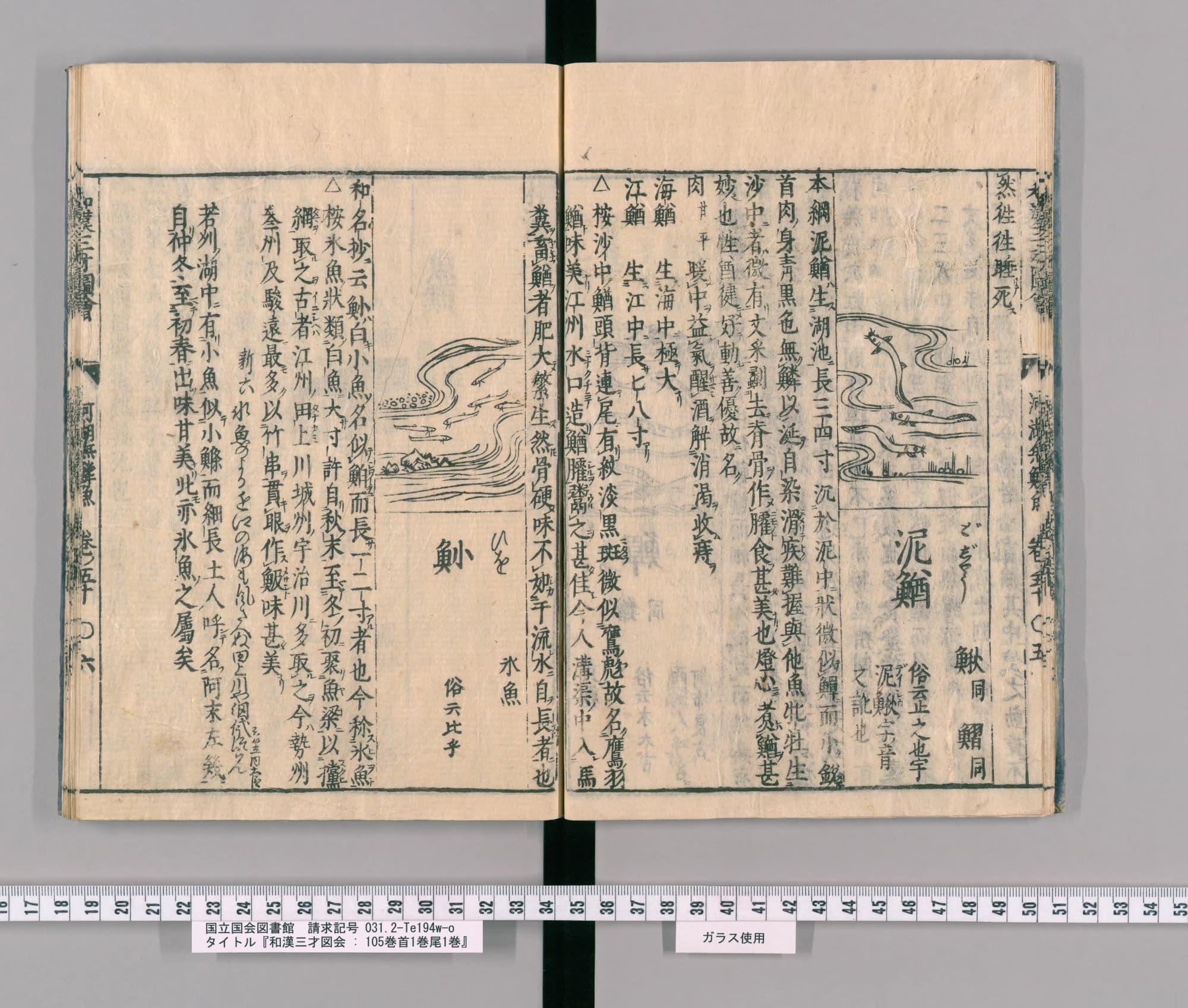 『和漢三才図会』巻五十コマ9の見開き。右ページの区画に水草の間を泳ぐ細長い魚の絵と見出し「泥鰌」