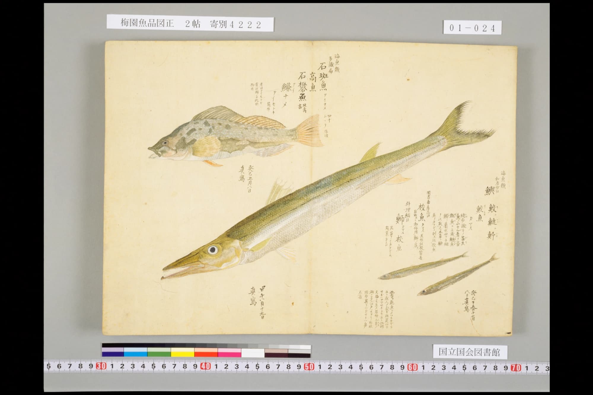 『梅園魚品図正』巻1コマ24の見開き。口のとがった細長い魚が斜めに大きく描かれ、右に書き入れ。左上は別の魚（アイナメ）