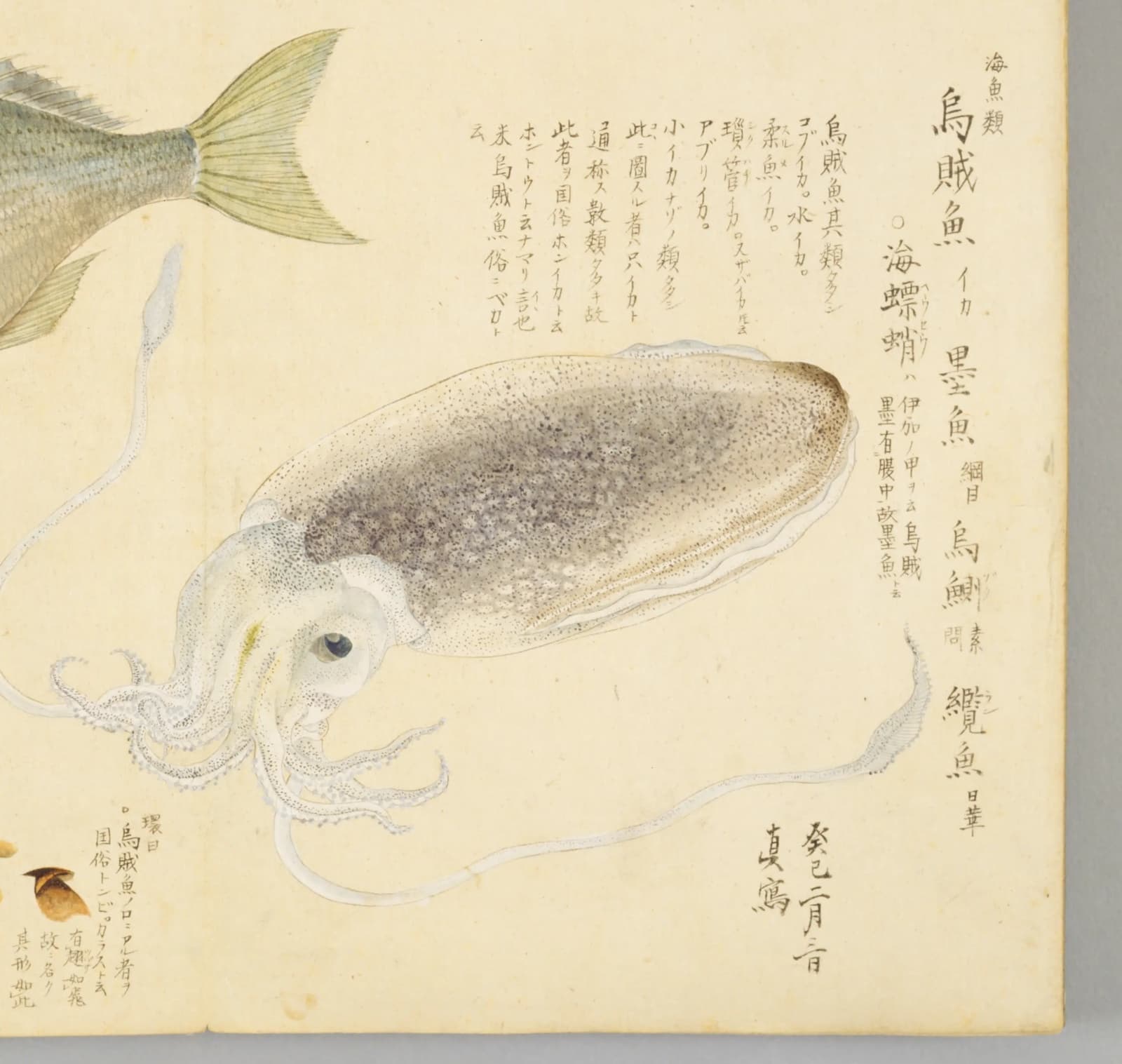 『梅園魚品図正』のイカの図。細かな斑点のある胴と長い触腕が描かれ、右に「烏賊魚」「海螵蛸ハ伊加ノ甲ヲ云」などの書き入れがある
