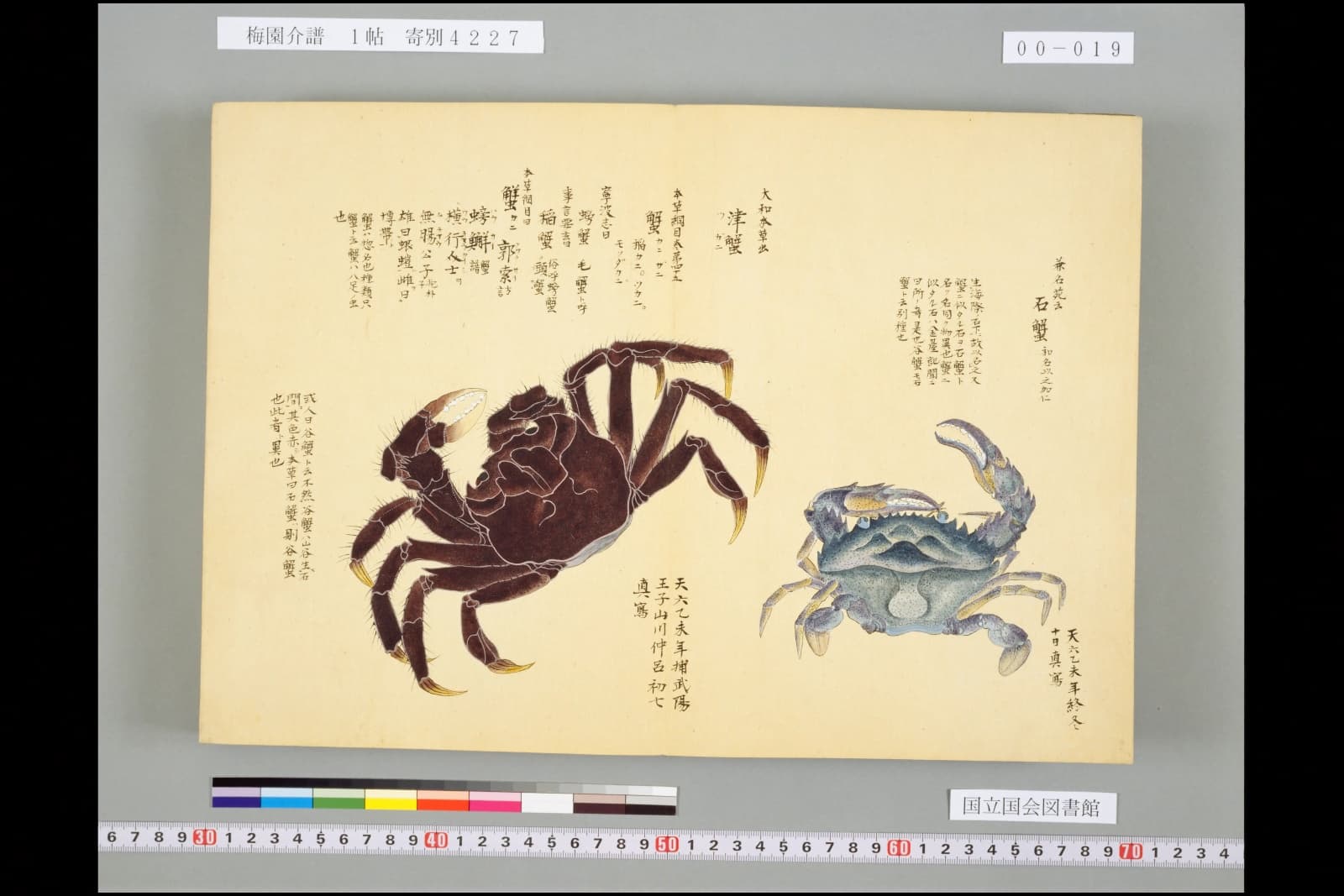 『梅園介譜』コマ19の見開き。こげ茶色の毛の生えた大きな蟹と、青みがかった小さな蟹の彩色図。書き入れに「津蟹」「石蟹」の題