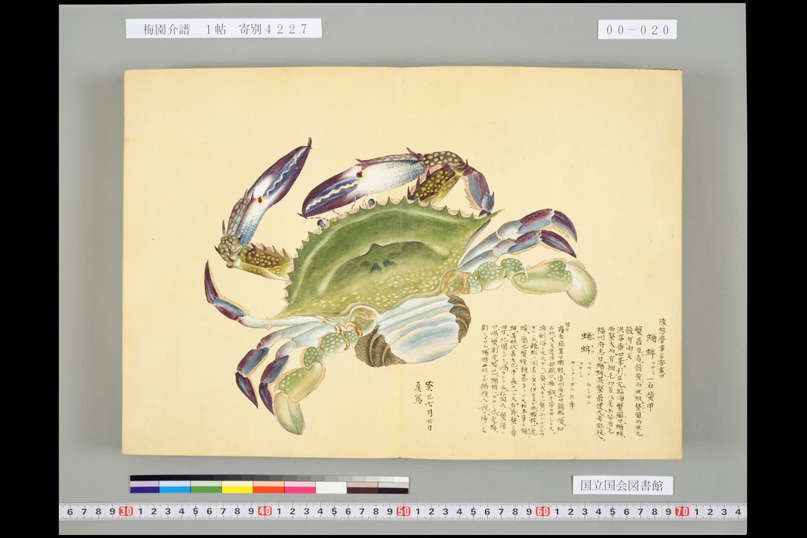 『梅園介譜』コマ20の見開き。緑の甲羅に紫と青の脚を持つガザミの彩色図が見開きいっぱいに描かれ、右下に書き入れがある