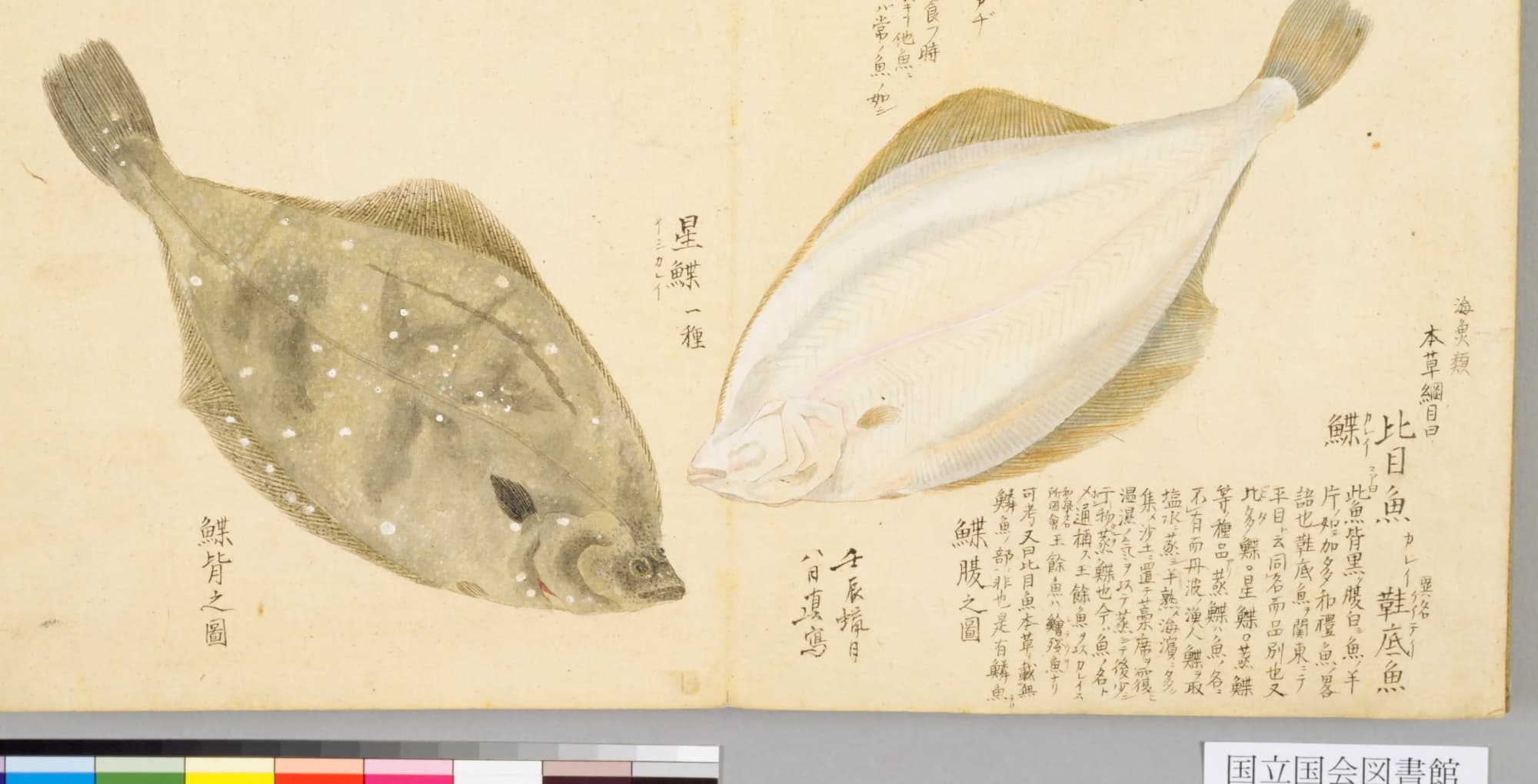 『梅園魚品図正』のカレイの彩色図。左に背側（星のような白い点のある灰緑色）、右に腹側（白）