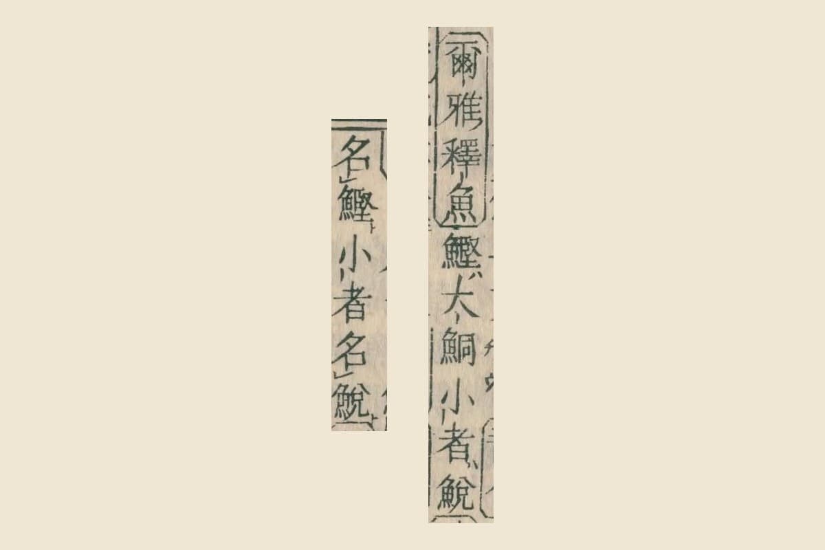 『康熙字典』の「鮦」の項、「爾雅釋魚 鰹大鮦 小者鮵」と「名鰹 小者名鮵」の大写し